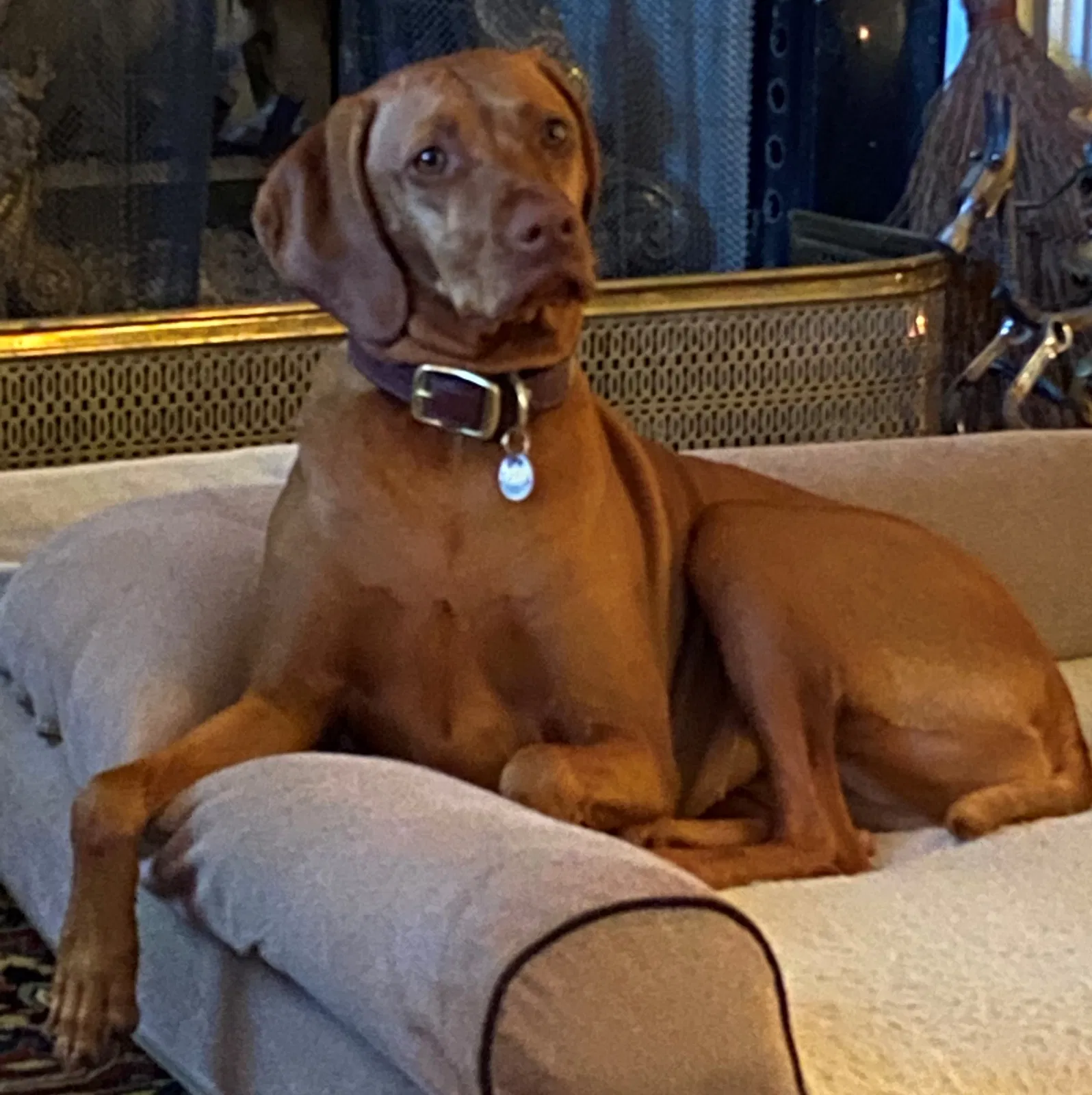 Lost dog in Alpharetta, GA, 30022