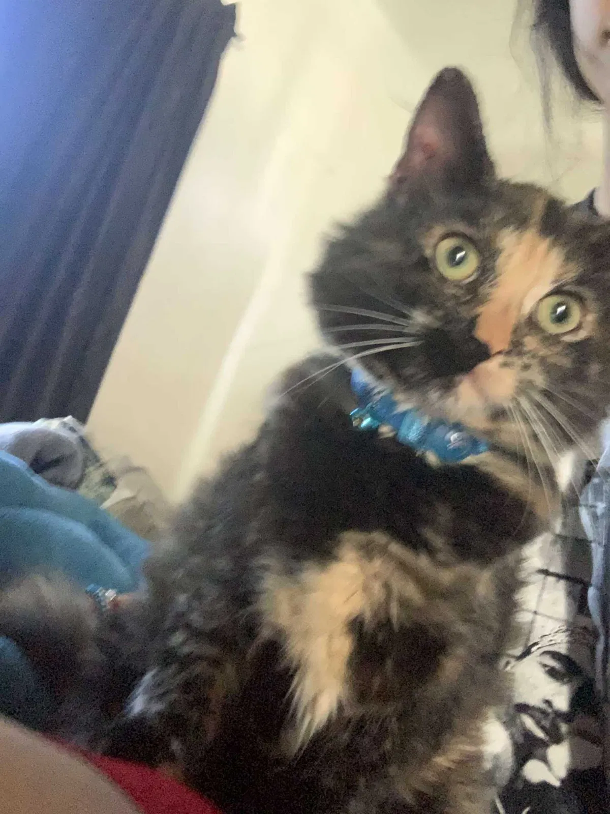 Lost cat in Lemoore, CA, 93245