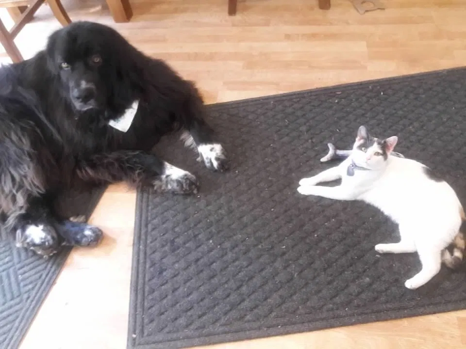 Lost cat in Lombard, IL, 60148