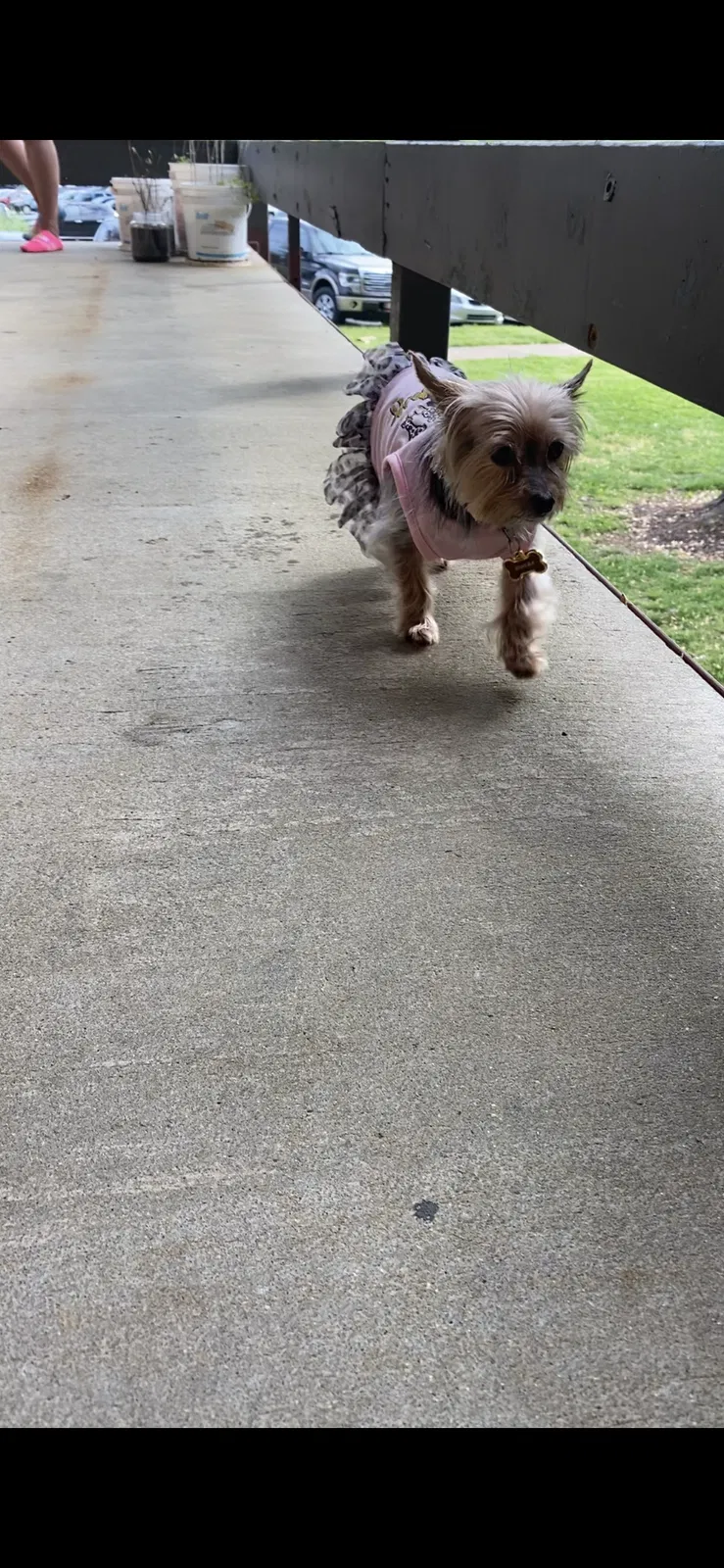 Lost dog in Winston Salem, NC, 27105