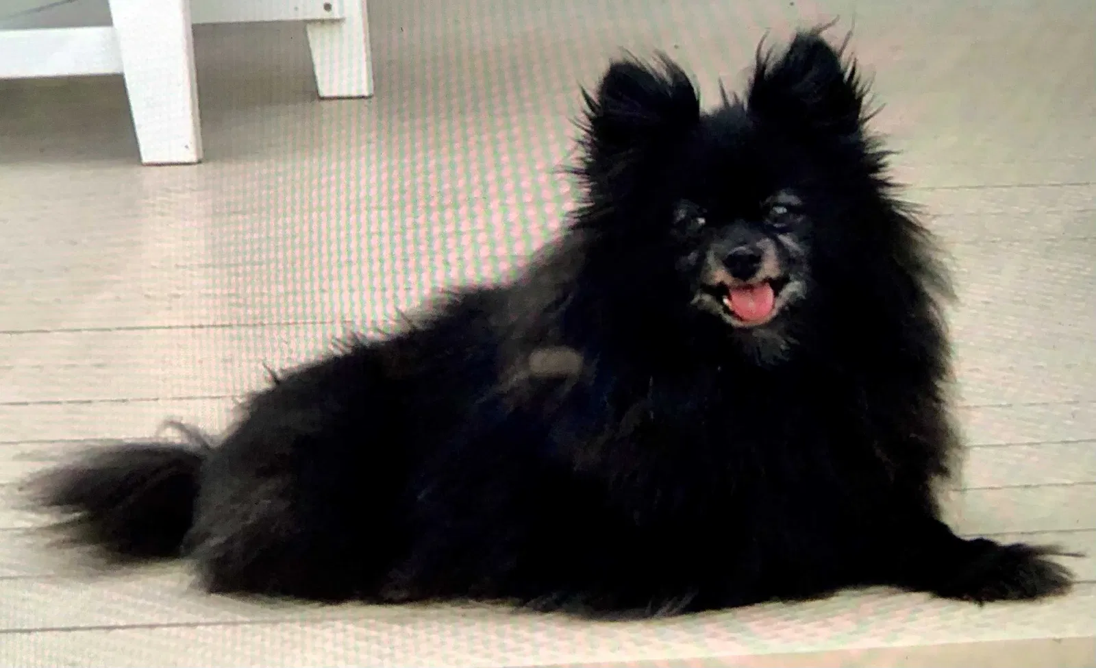 Lost dog in Monroe, MI, 48161