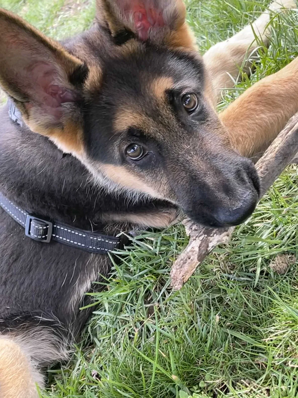 Lost dog in Bergen, NY, 14416
