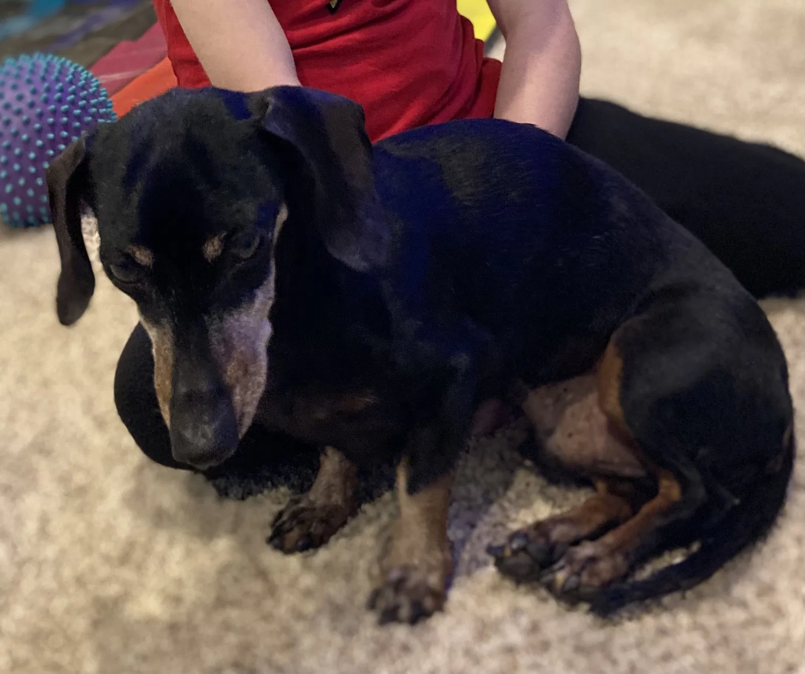 Lost dog in Phoenix, AZ, 85086