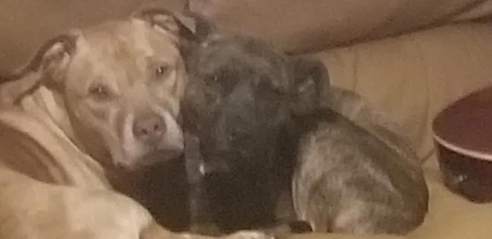 Lost dog in Braselton, GA, 30517