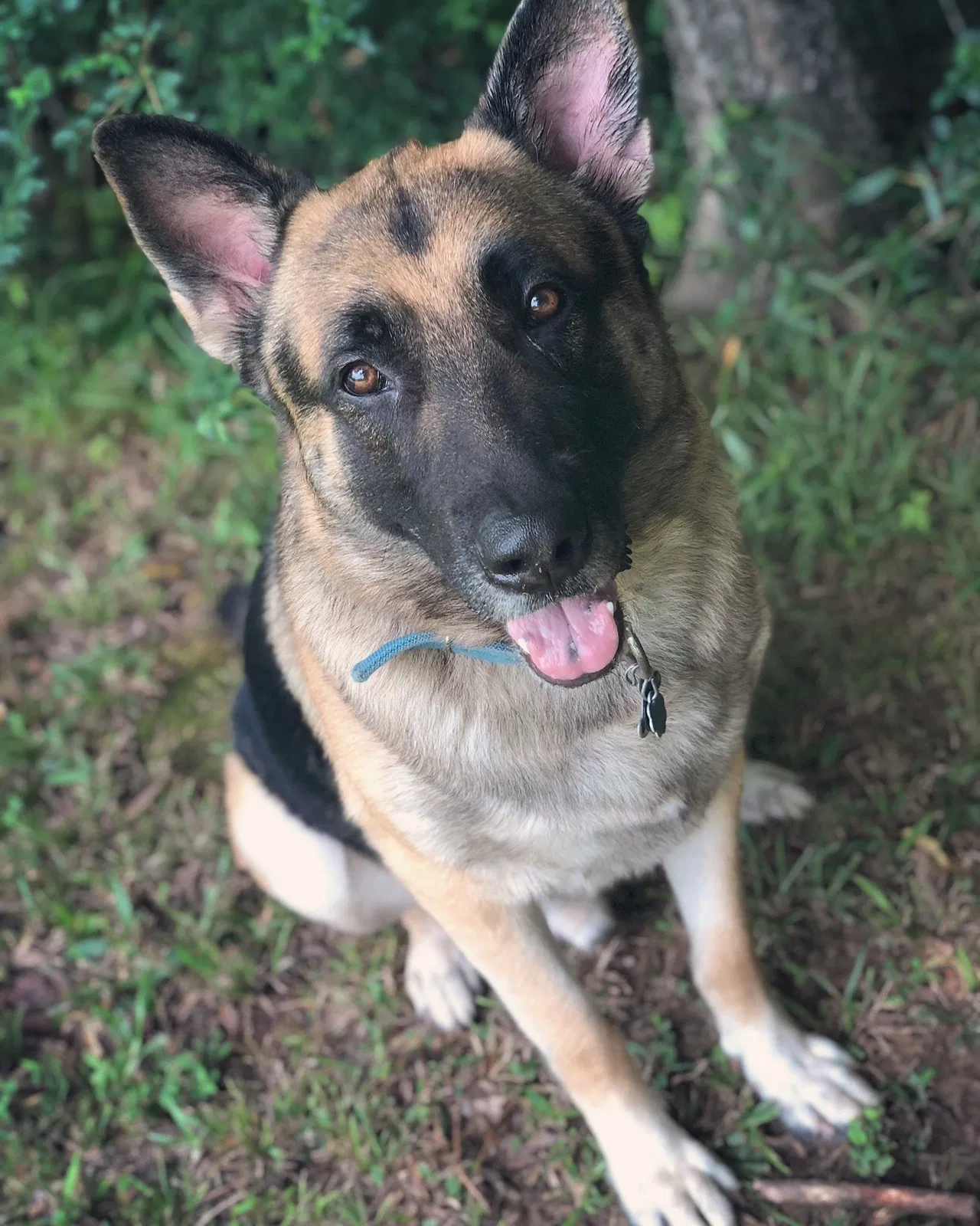 Lost dog in Jackson, MS, 39212