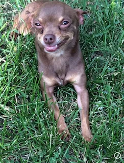Lost dog in Rockford, IL, 61104