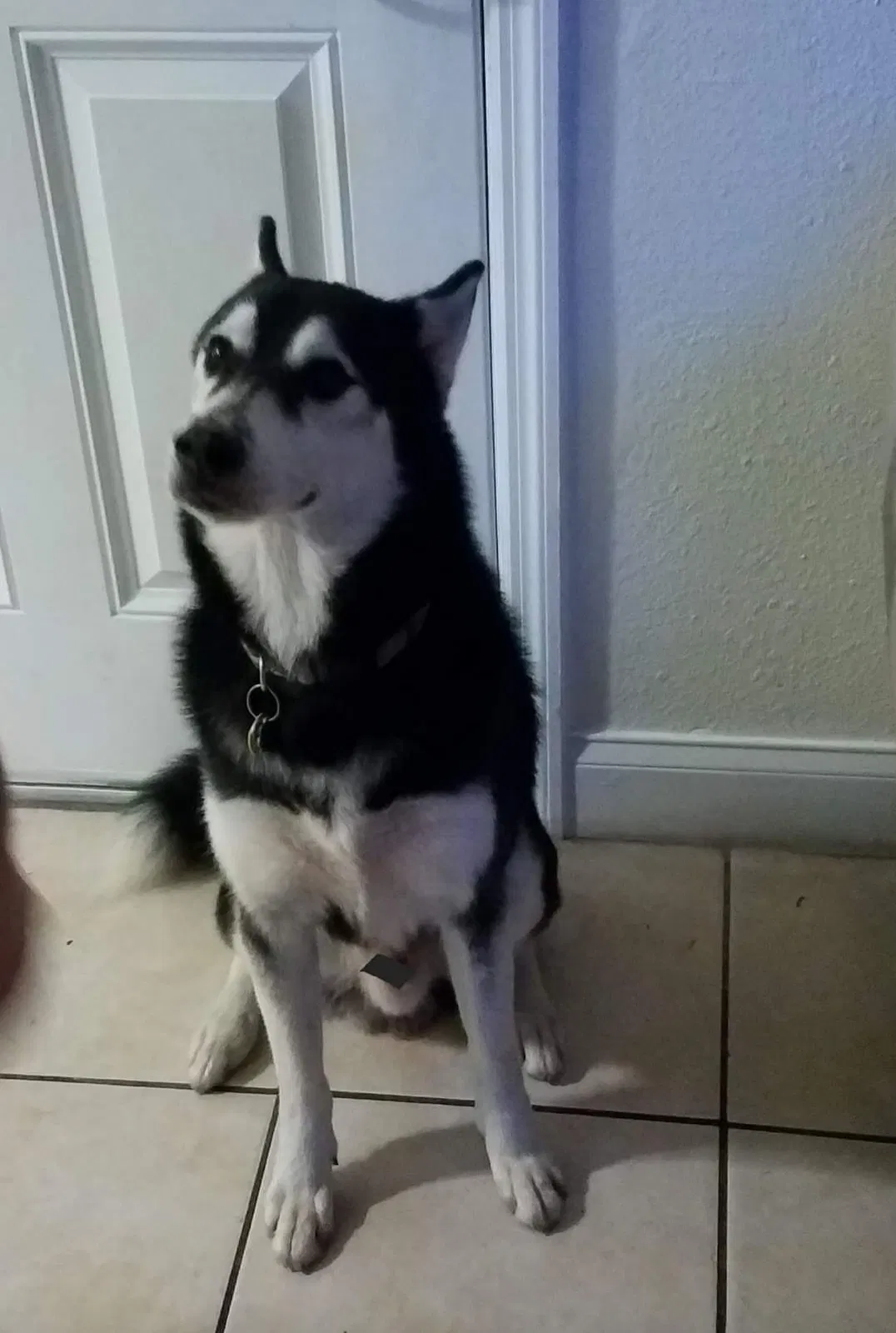 Lost dog in Tampa, FL, 33604