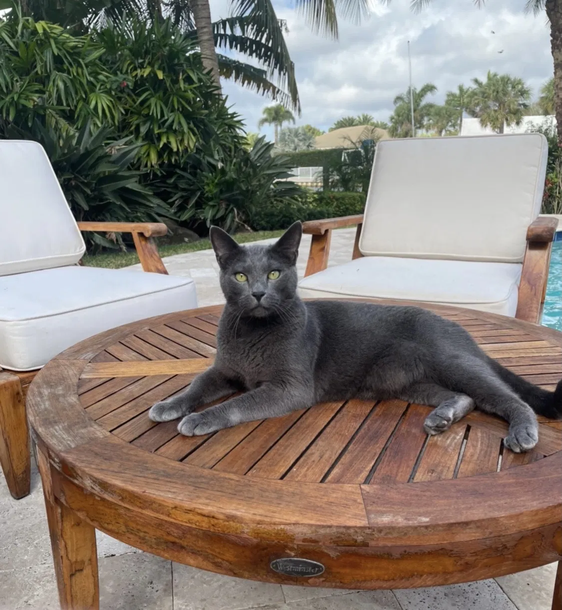 Lost cat in Palm Beach Gardens, FL, 33418