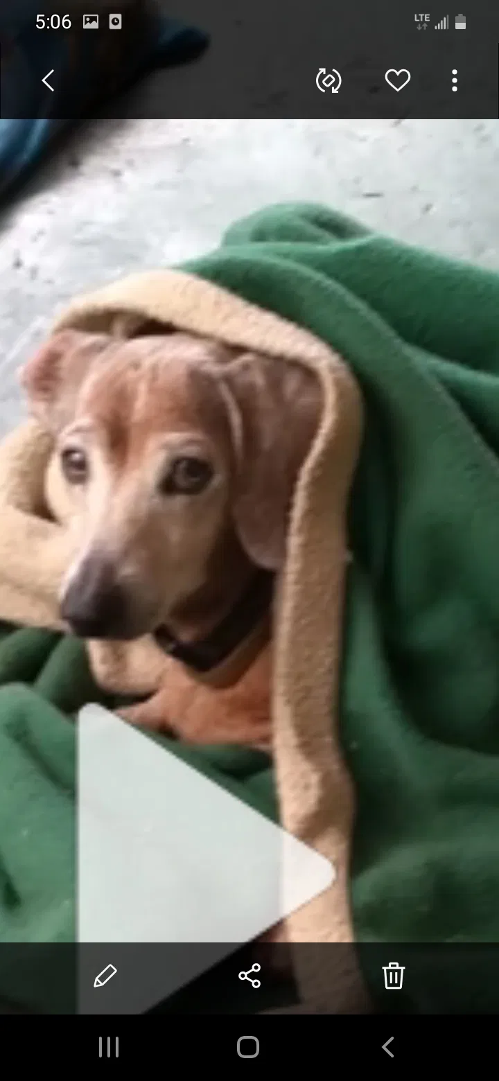 Lost dog in Orlando, FL, 32835