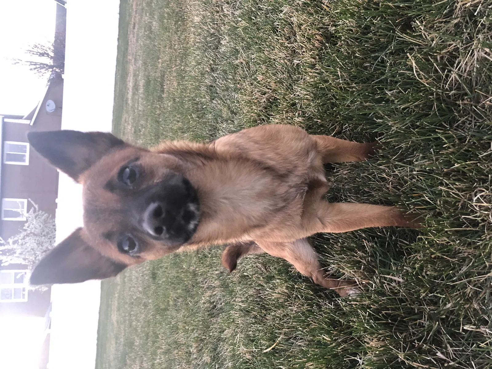 Lost dog in Meridian, ID, 83646