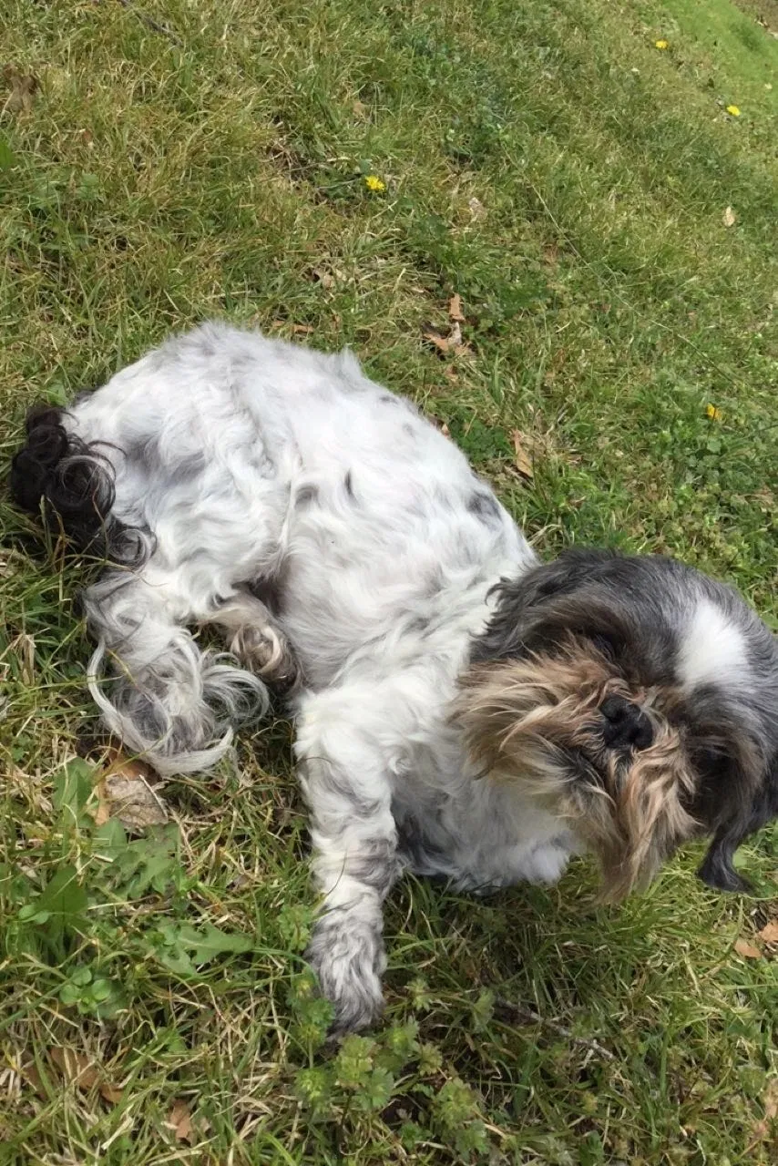 Lost dog in Tulsa, OK, 74108