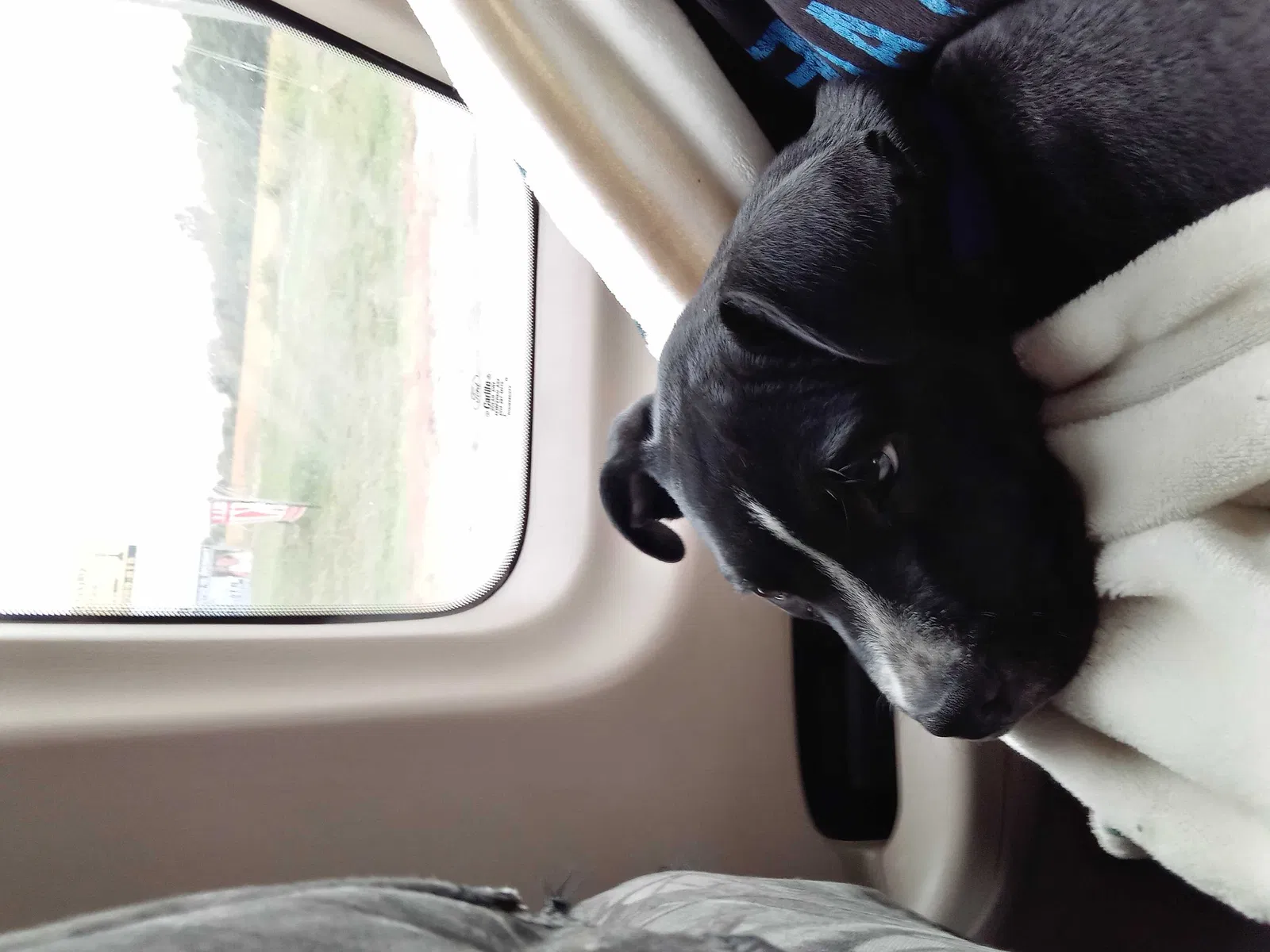 Lost dog in Liberty, MO, 64068