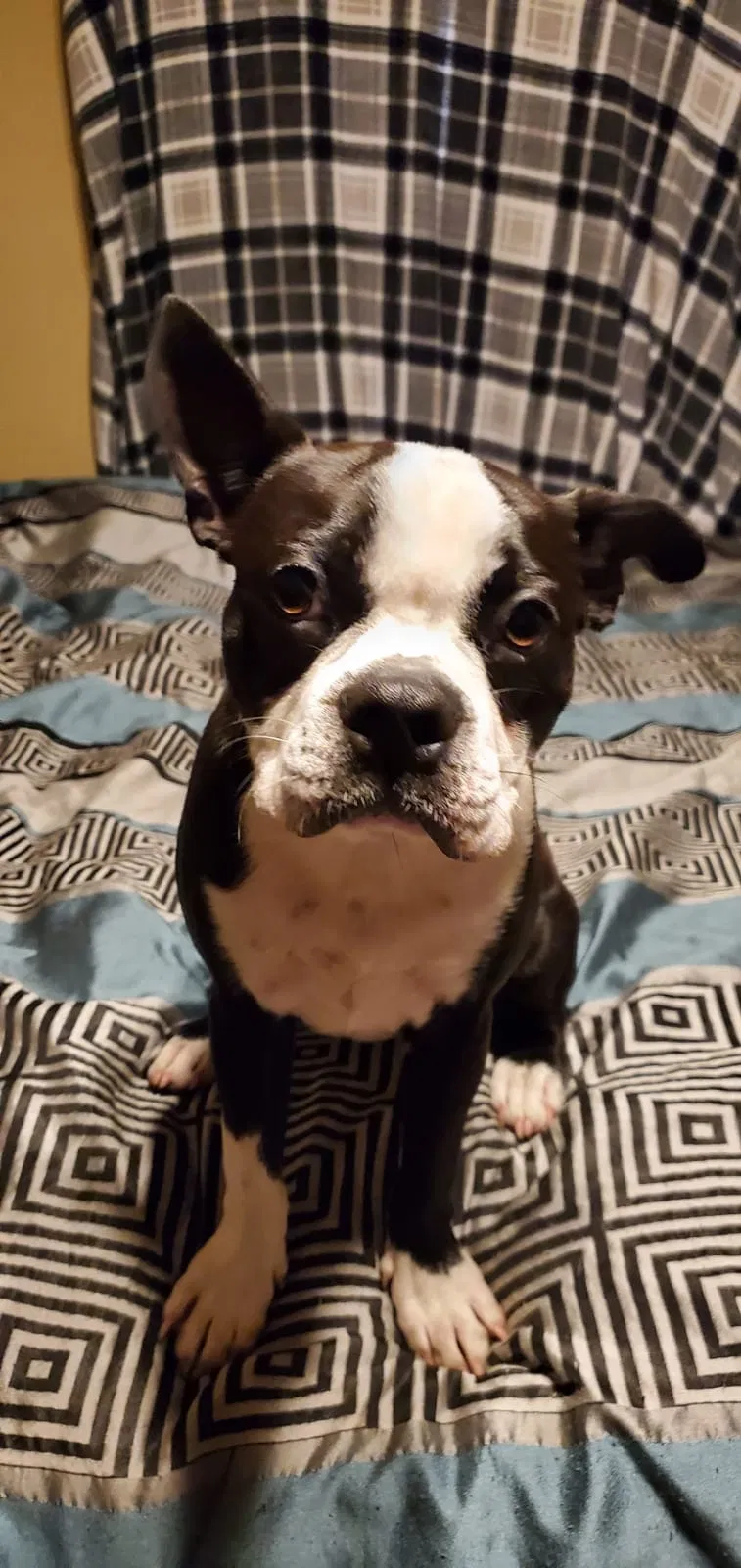 Lost dog in Saint Louis, MO, 63114