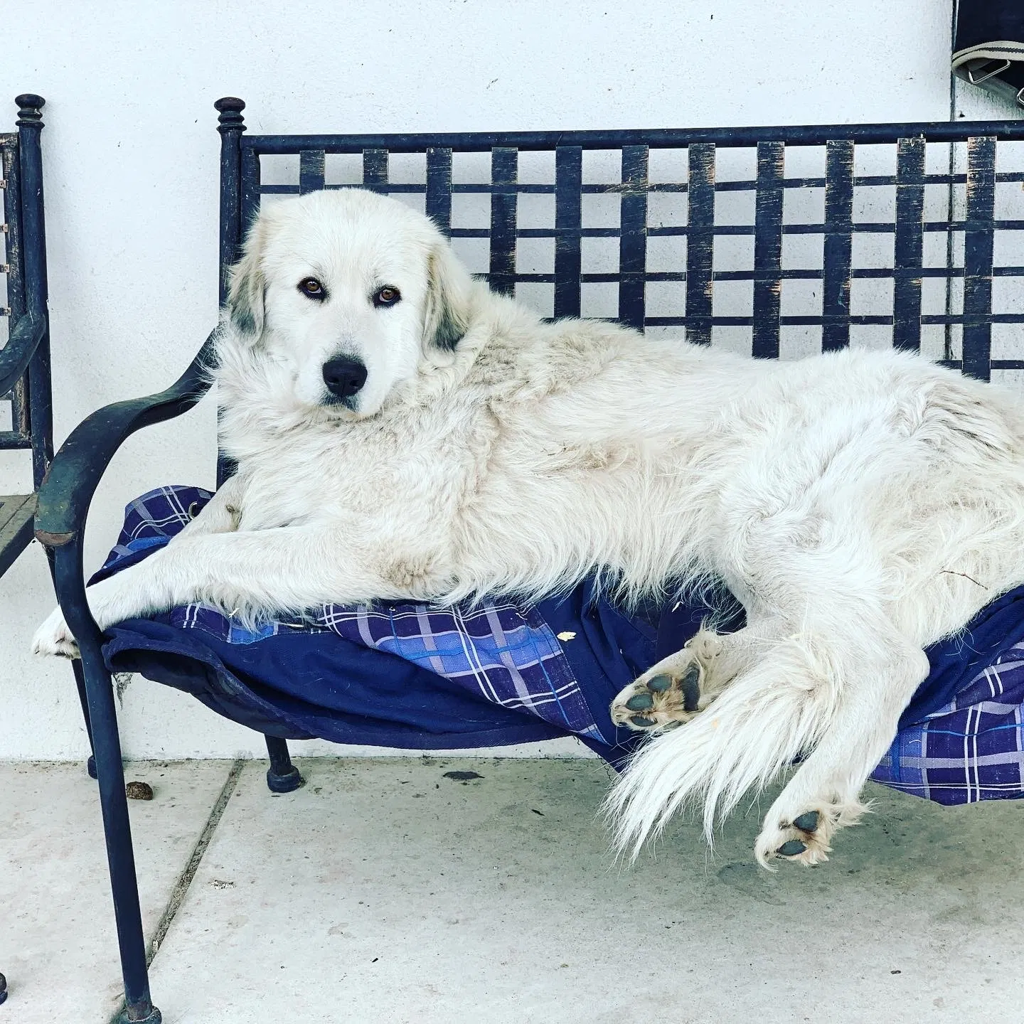 Lost dog in Ridgeville, SC, 29472
