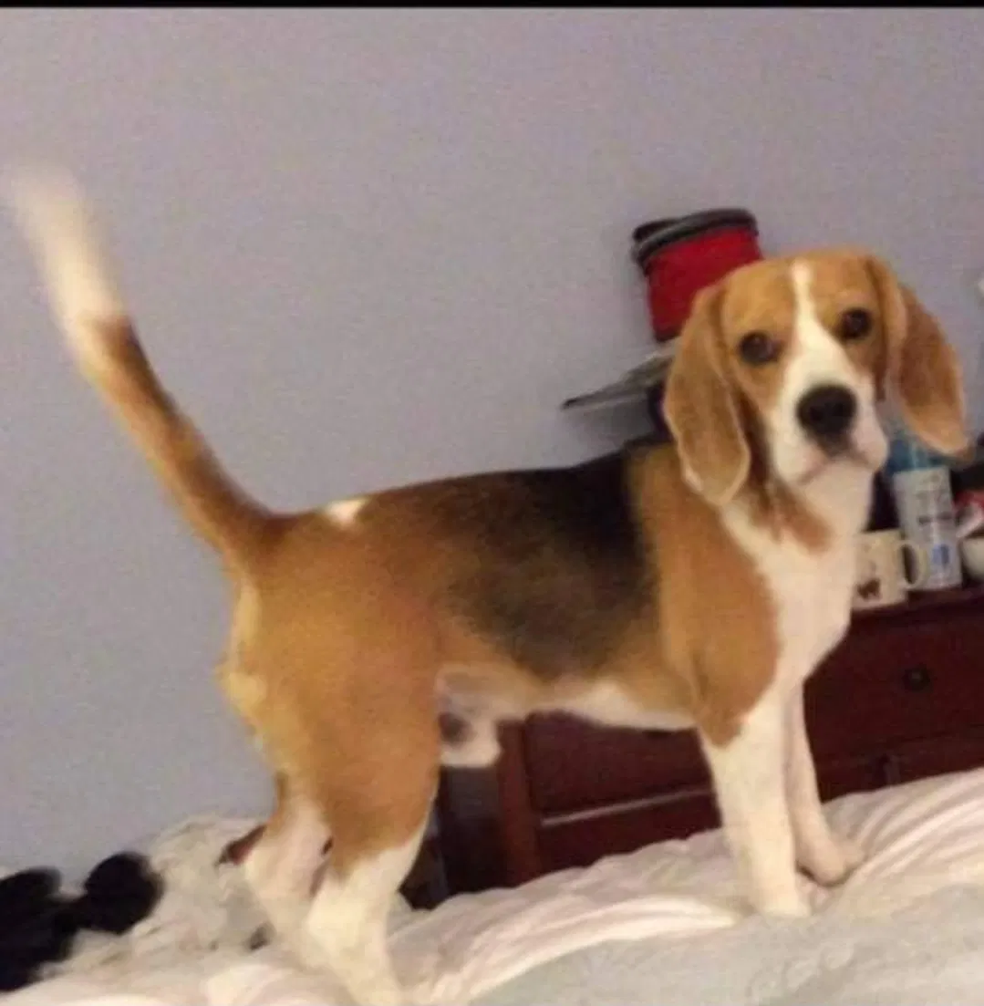 Lost dog in Sugar Land, TX, 77479