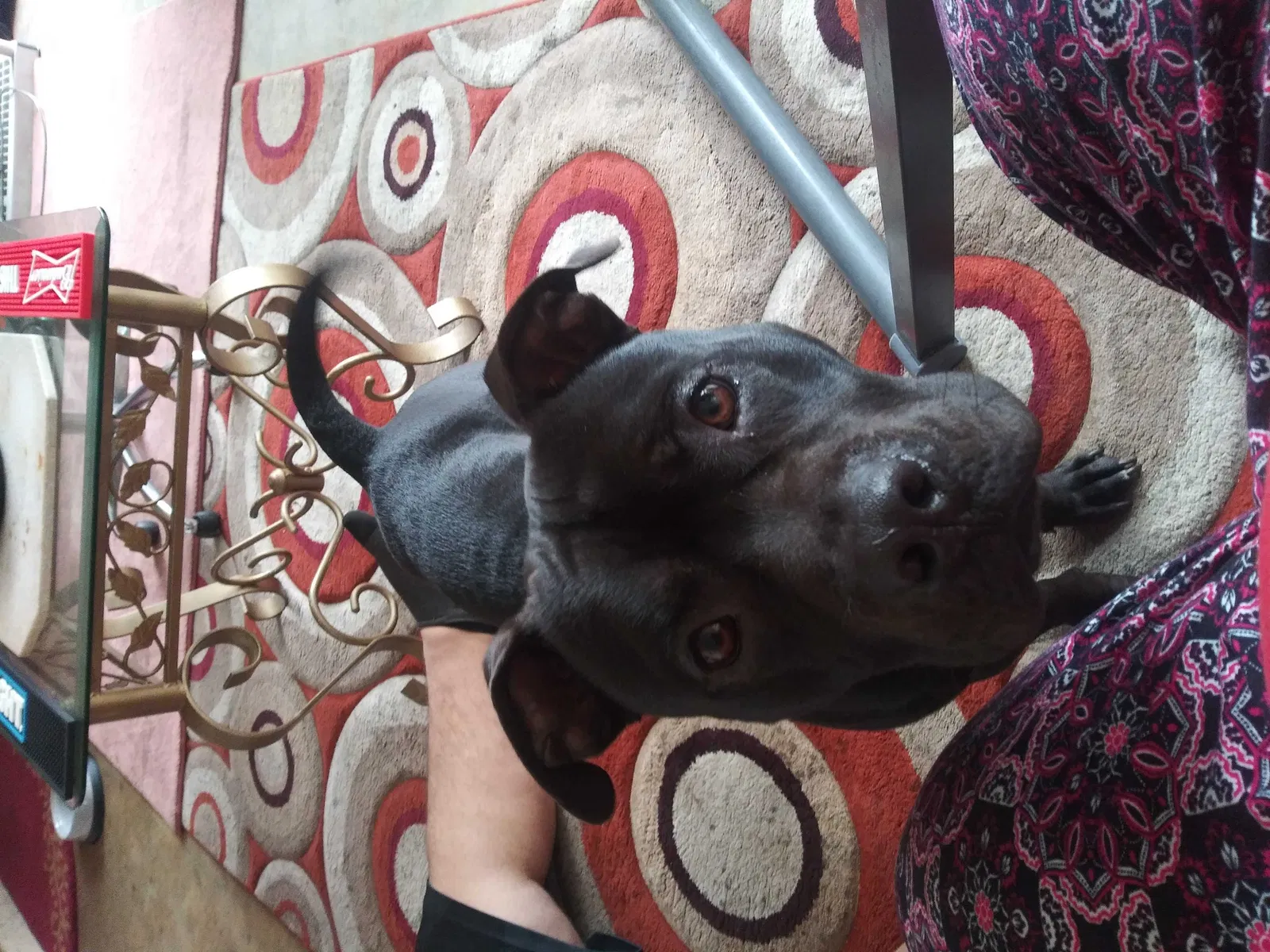 Lost dog in Port Charlotte, FL, 33952