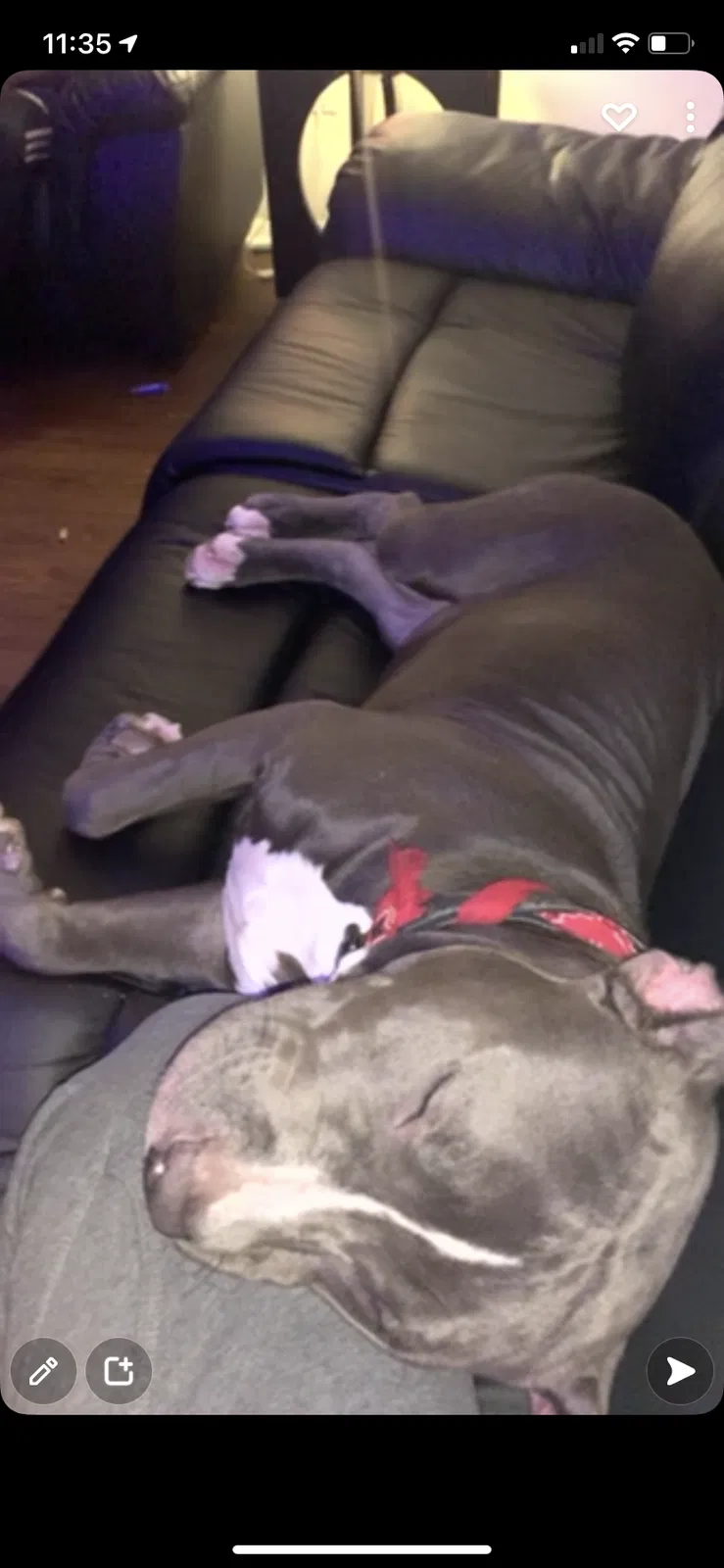 Lost dog in Round Rock, TX, 78664