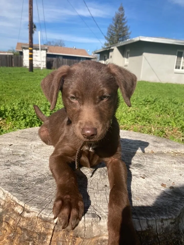 Lost dog in Carmichael, CA, 95608