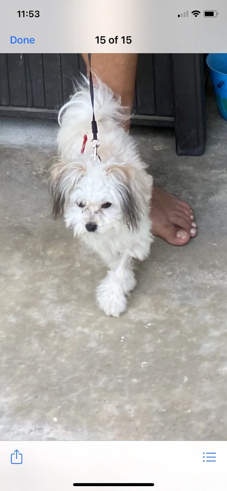 Lost dog in Houston, TX, 77079