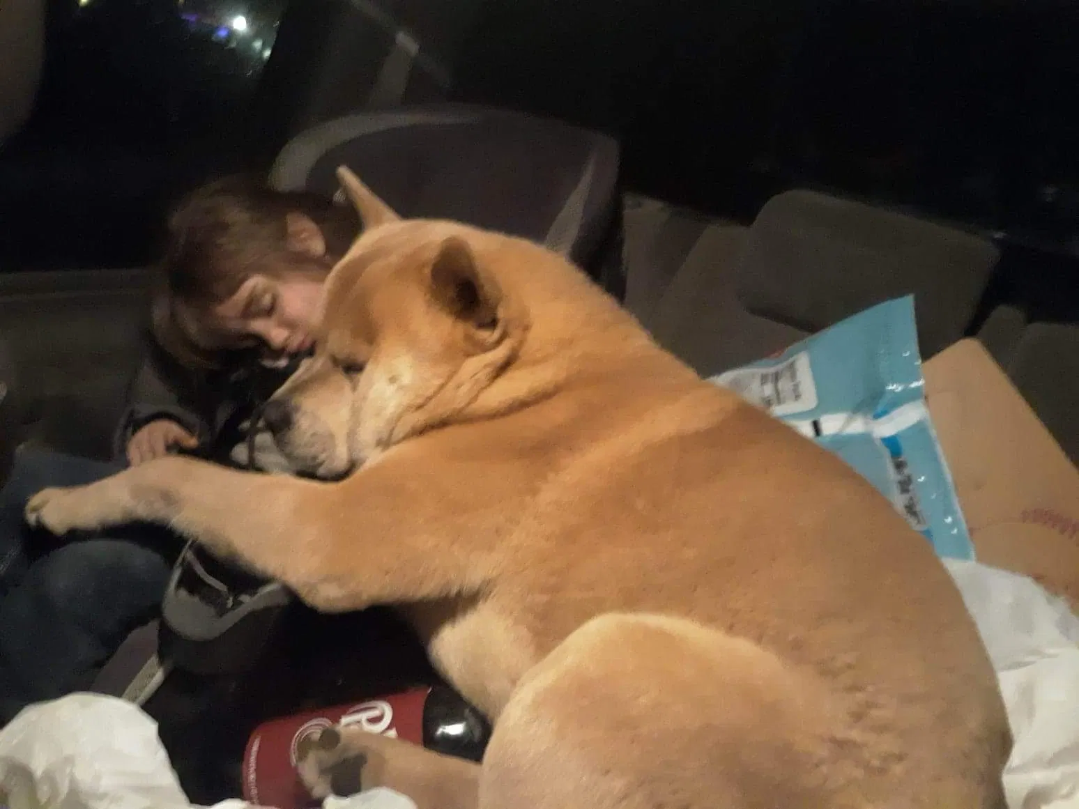 Lost dog in Ford, WA, 99013