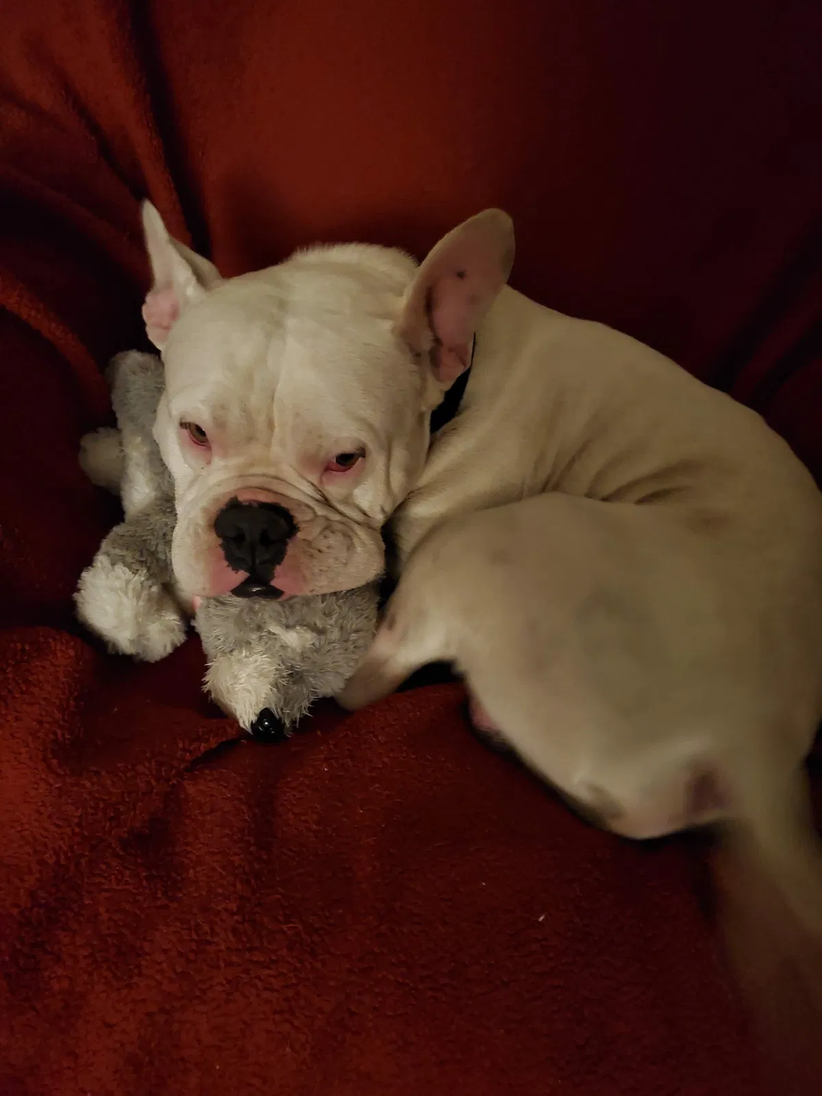 Lost dog in Albuquerque, NM, 87106