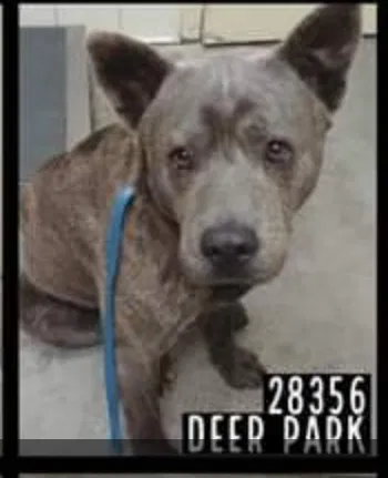 Lost dog in Ford, WA, 99013