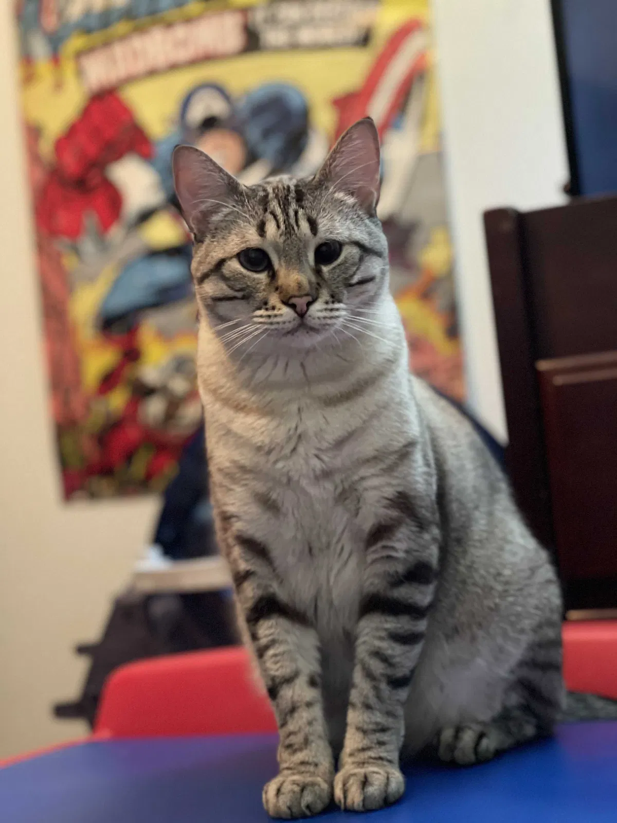 Lost cat in Youngsville, LA, 70592