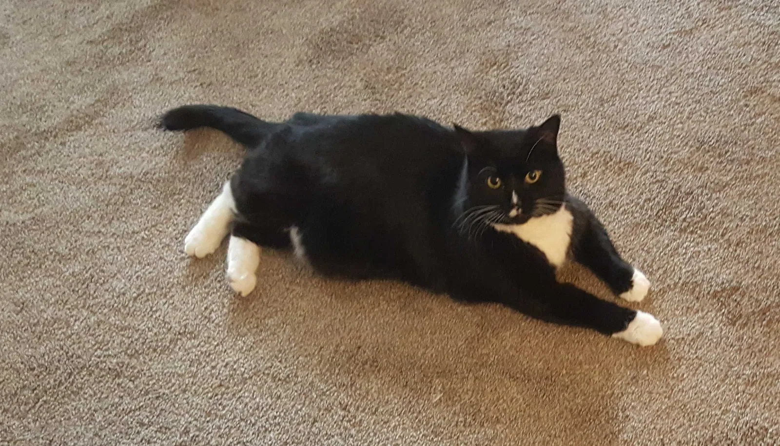 Lost cat in Olmsted Falls, OH, 44138