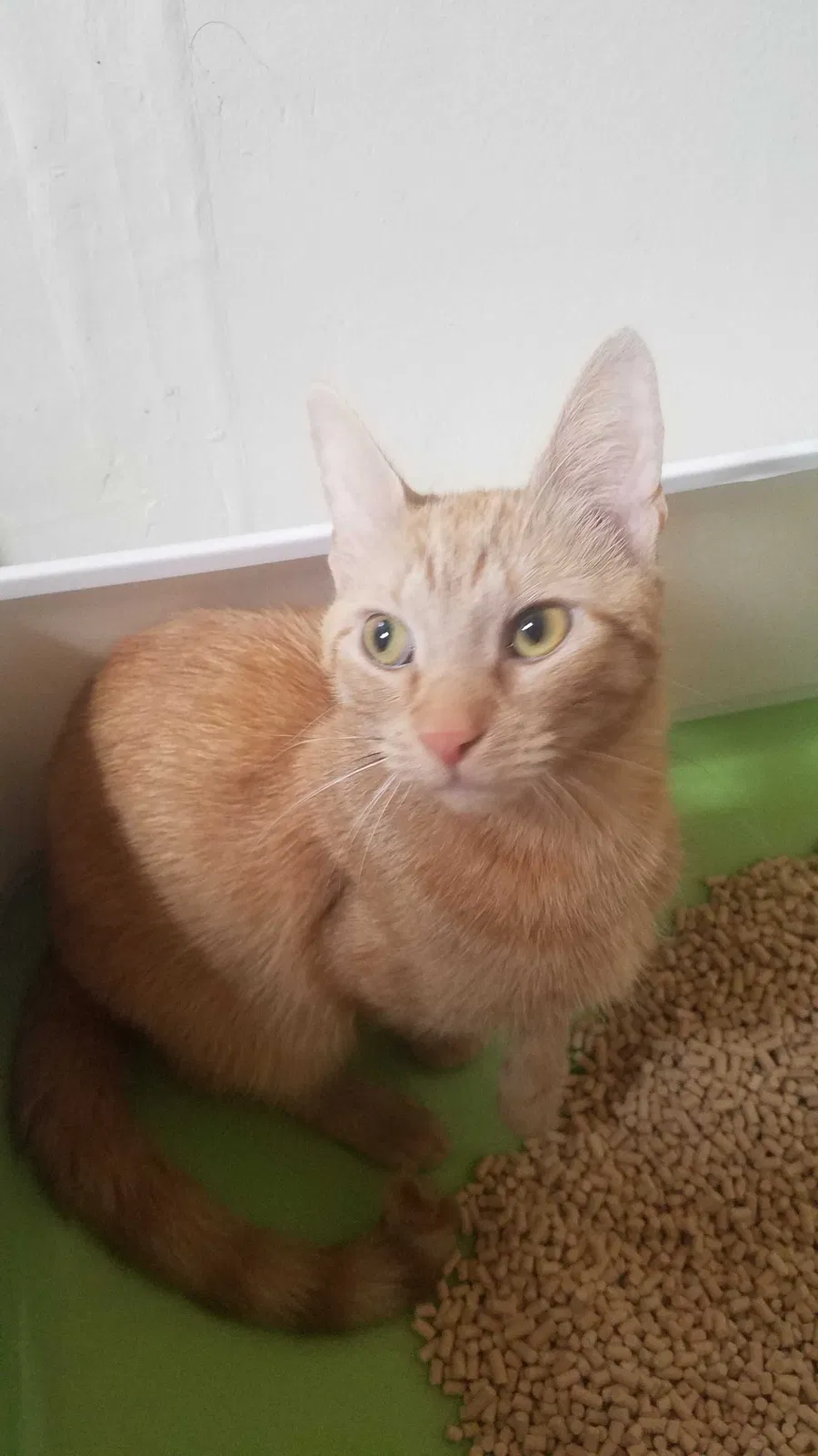 Lost cat in South Ozone Park, NY, 11420