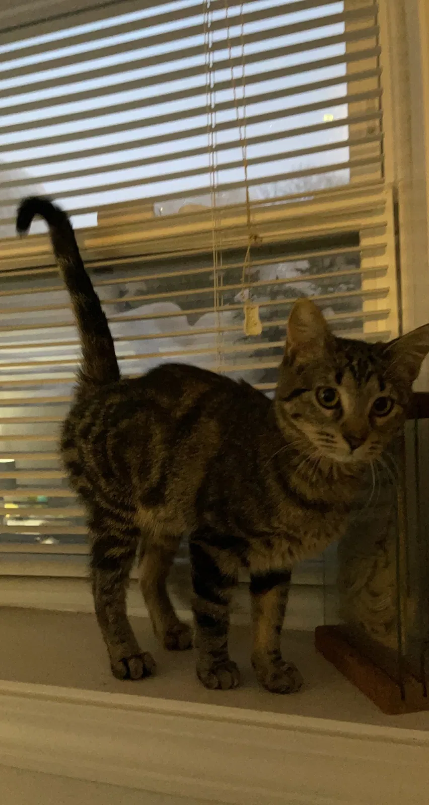 Lost cat in Chicago, IL, 60656