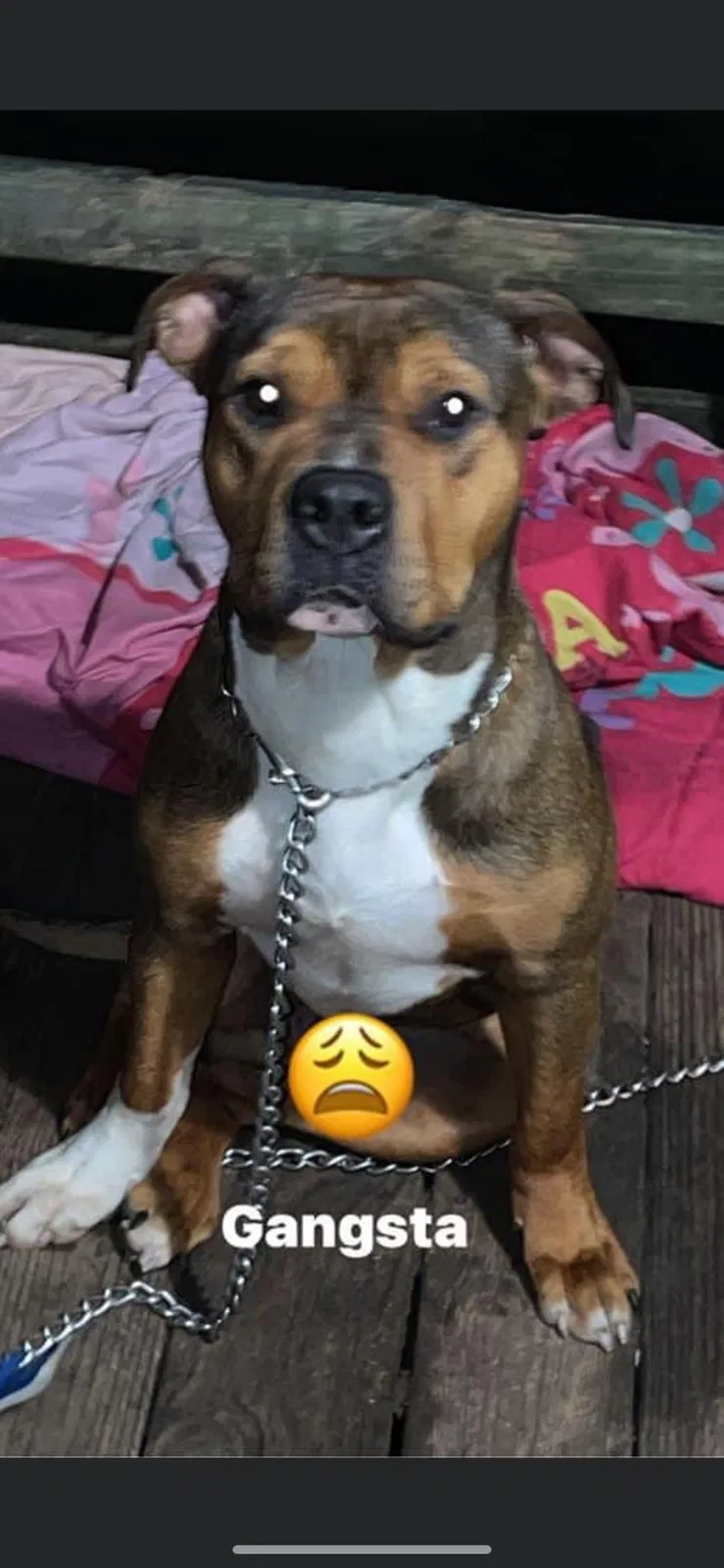 Lost dog in Newport News, VA, 23602