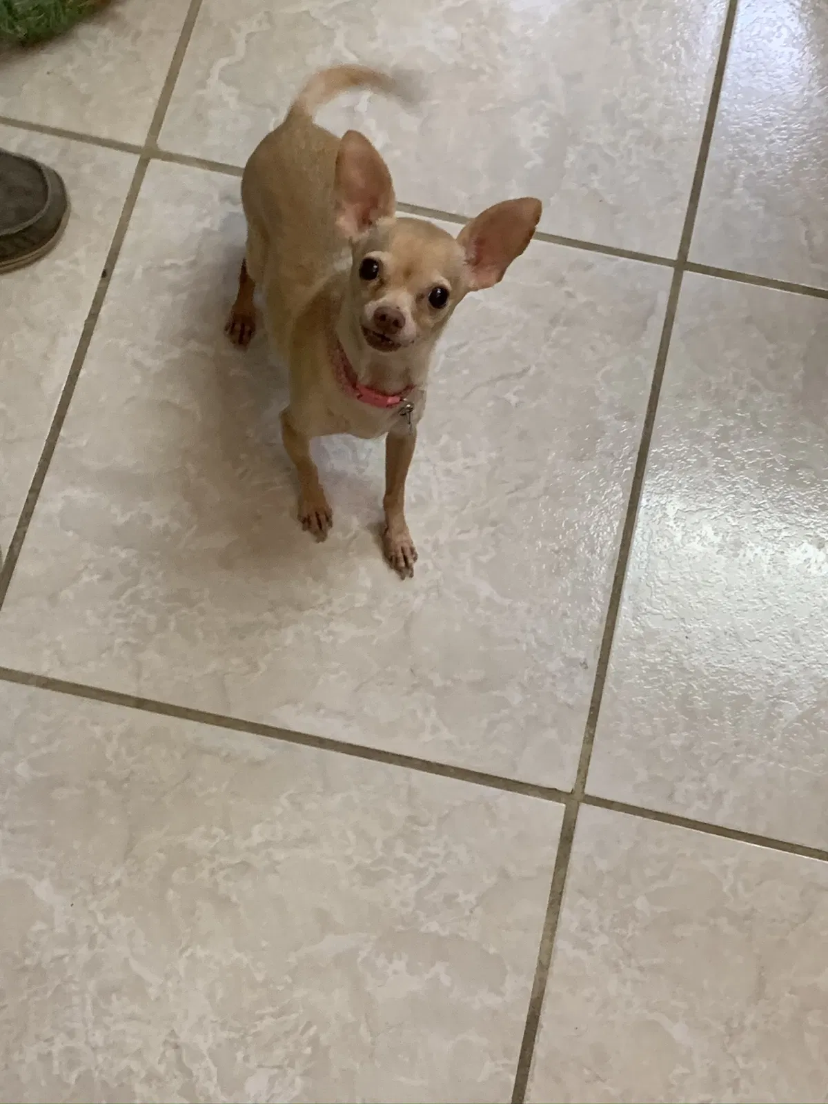 Lost dog in Ocoee, FL, 34761