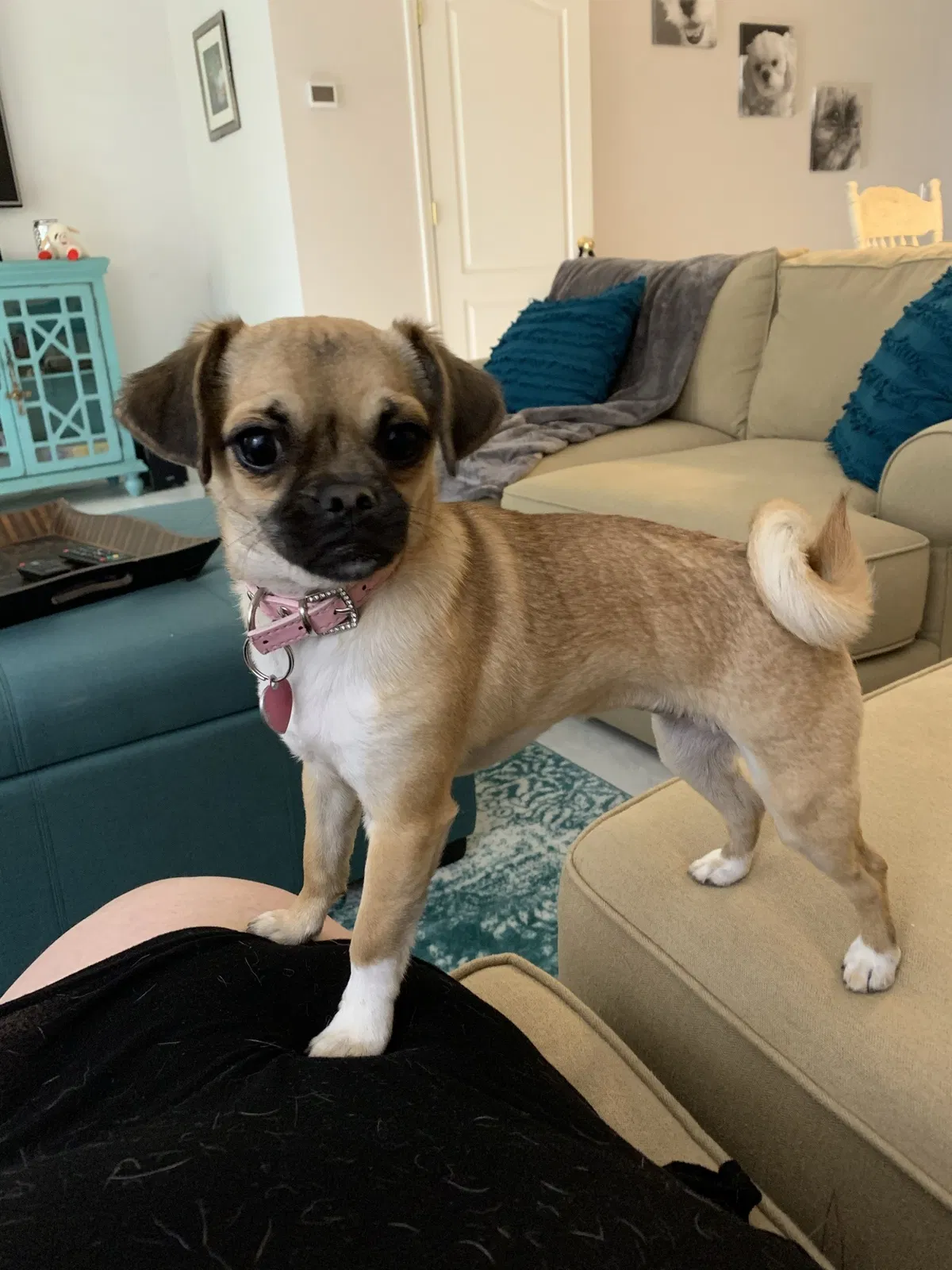 Lost dog in North Port, FL, 34289