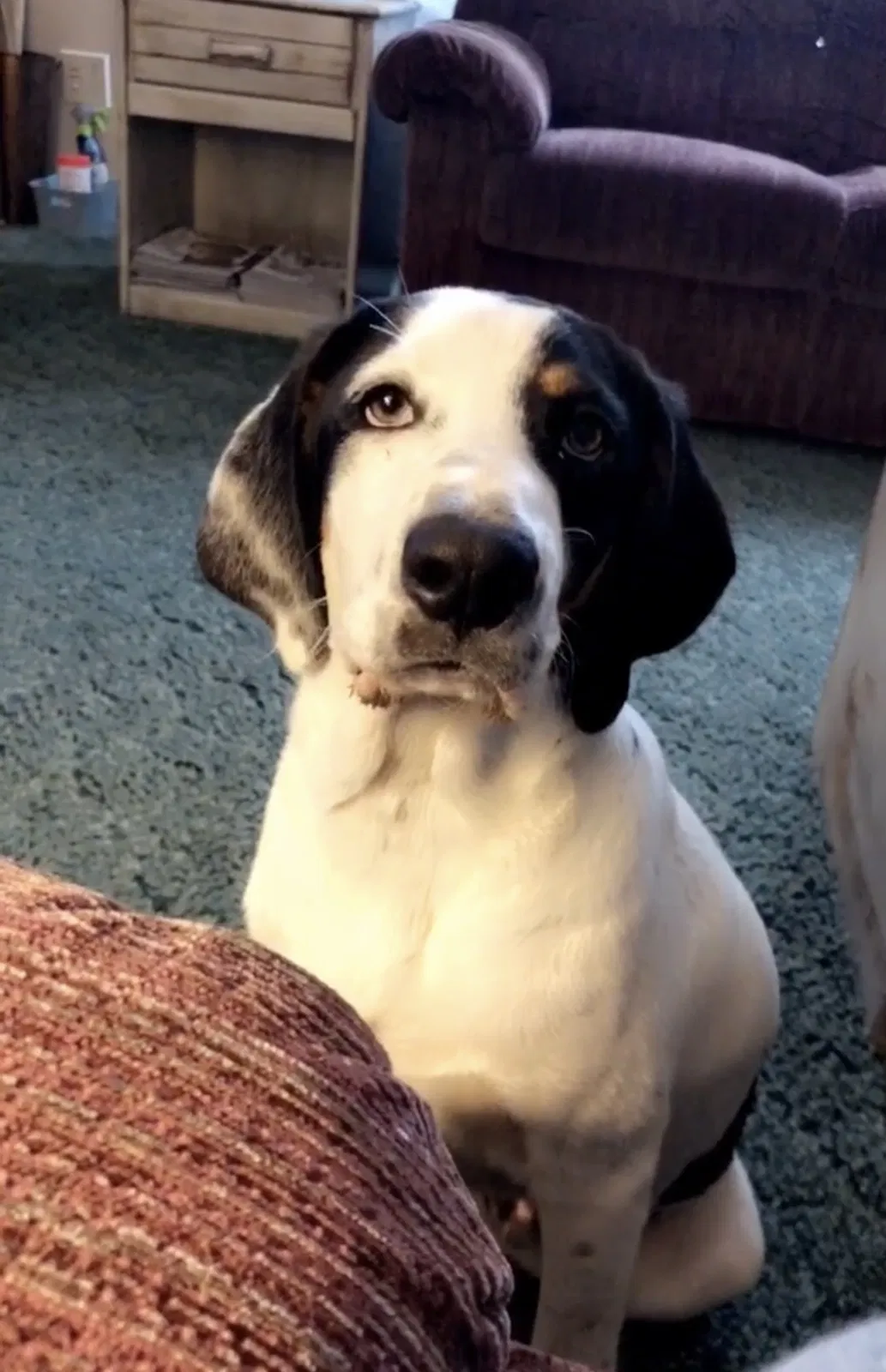 Lost dog in Oliver Springs, TN, 37840
