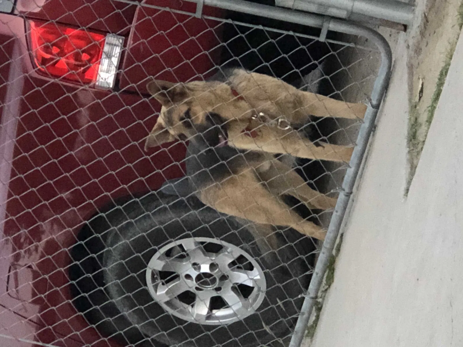 Found dog in Bakersfield, CA, 93307