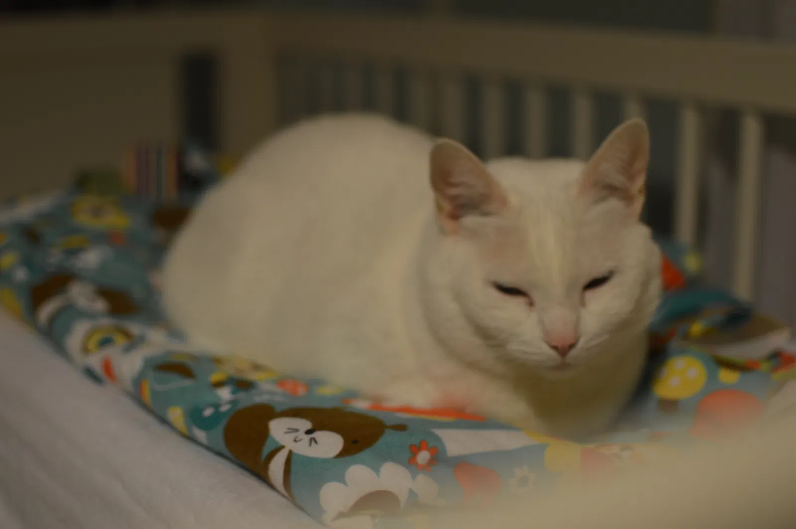 Lost cat in Rochester, NY, 14607