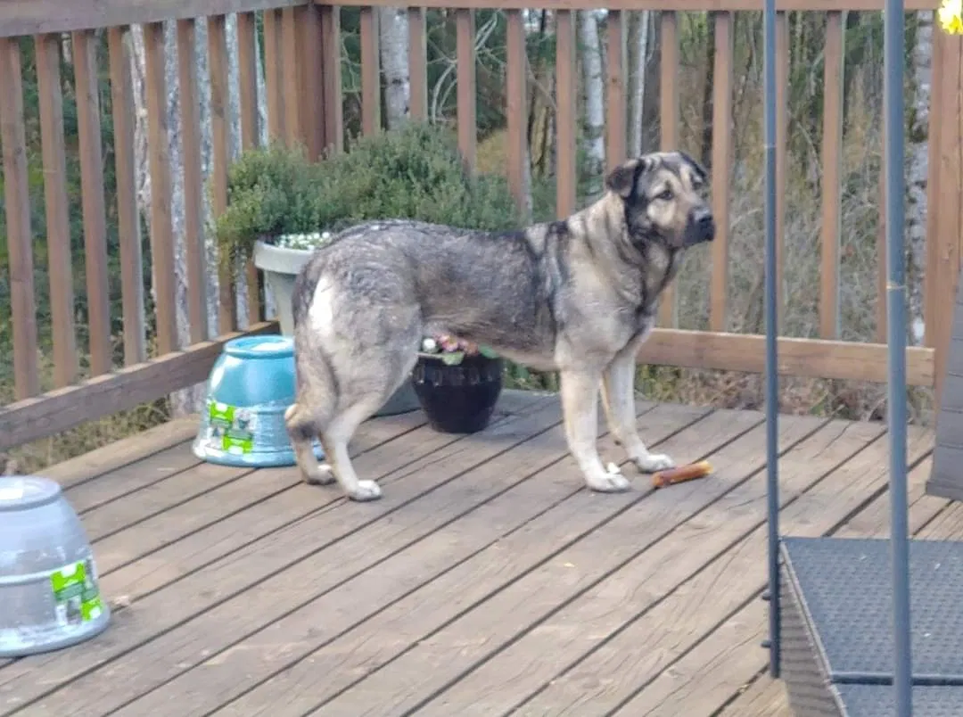 Lost dog in Duvall, WA, 98019