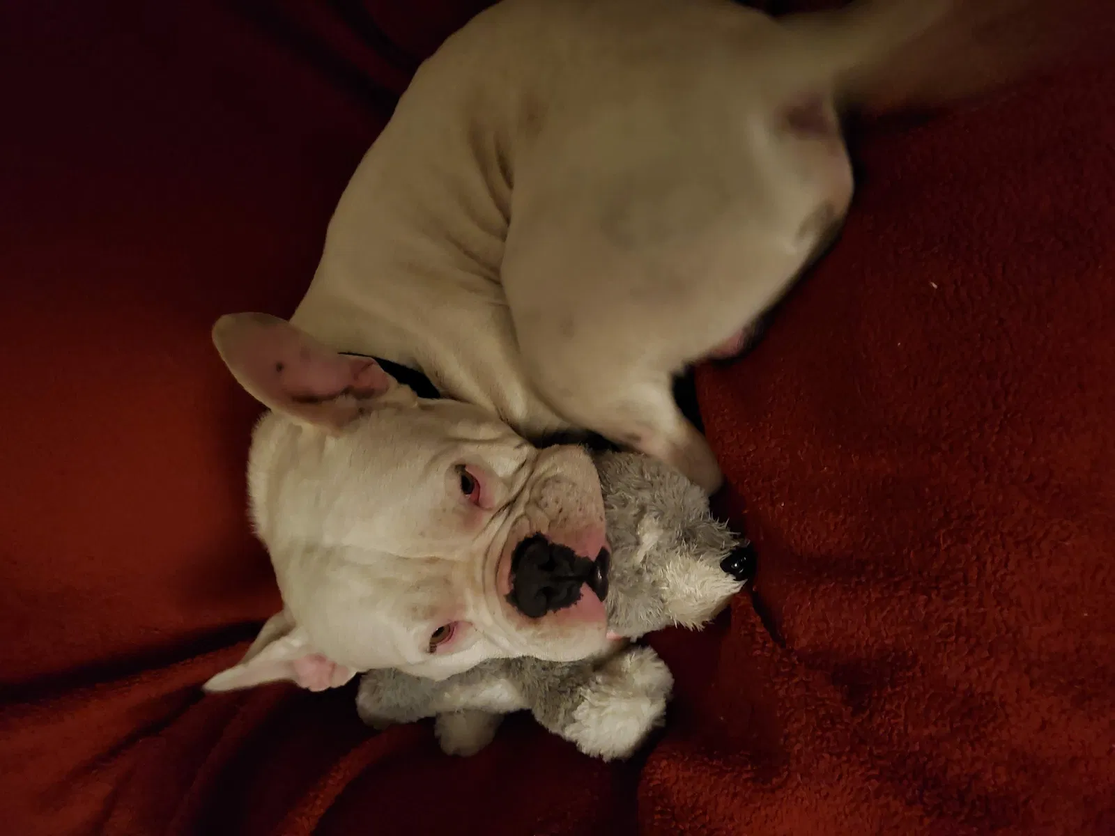 Lost dog in Albuquerque, NM, 87106