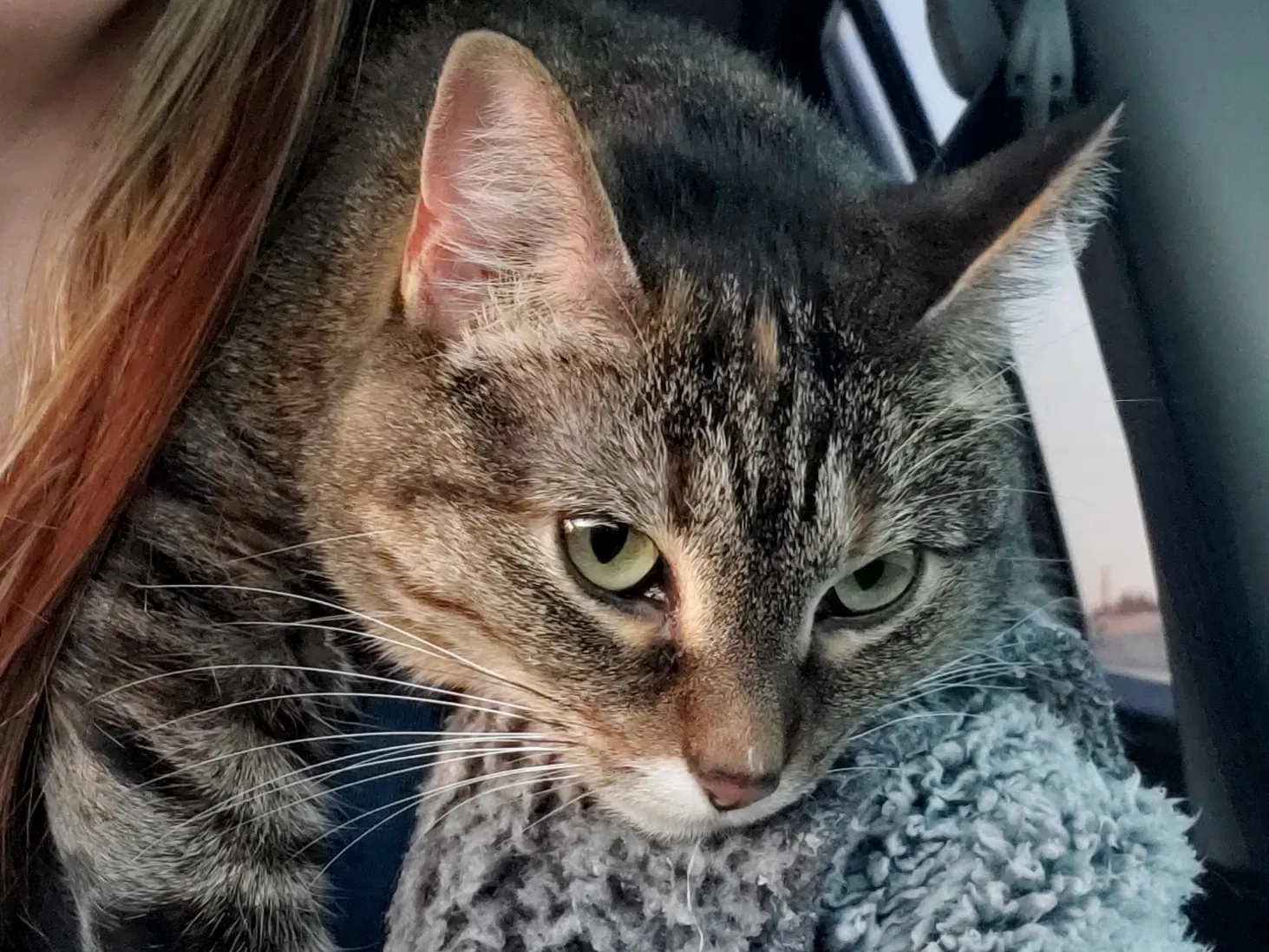 Lost cat in Mckinney, TX, 75071