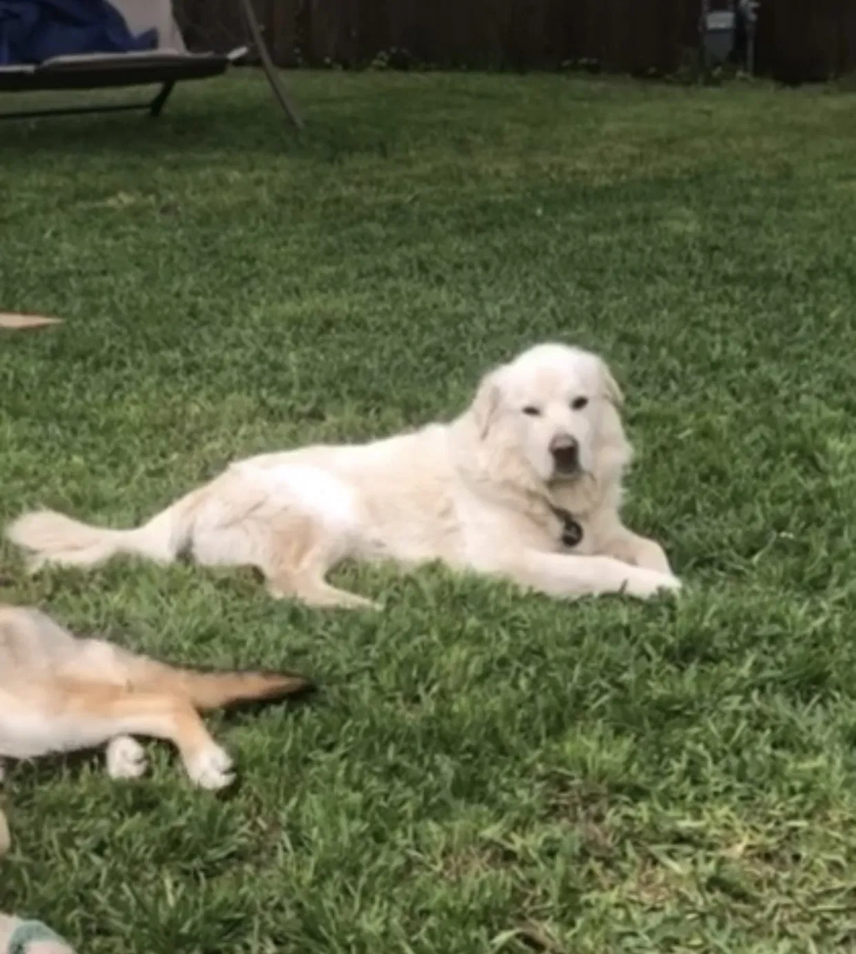 Lost dog in Garland, TX, 75041