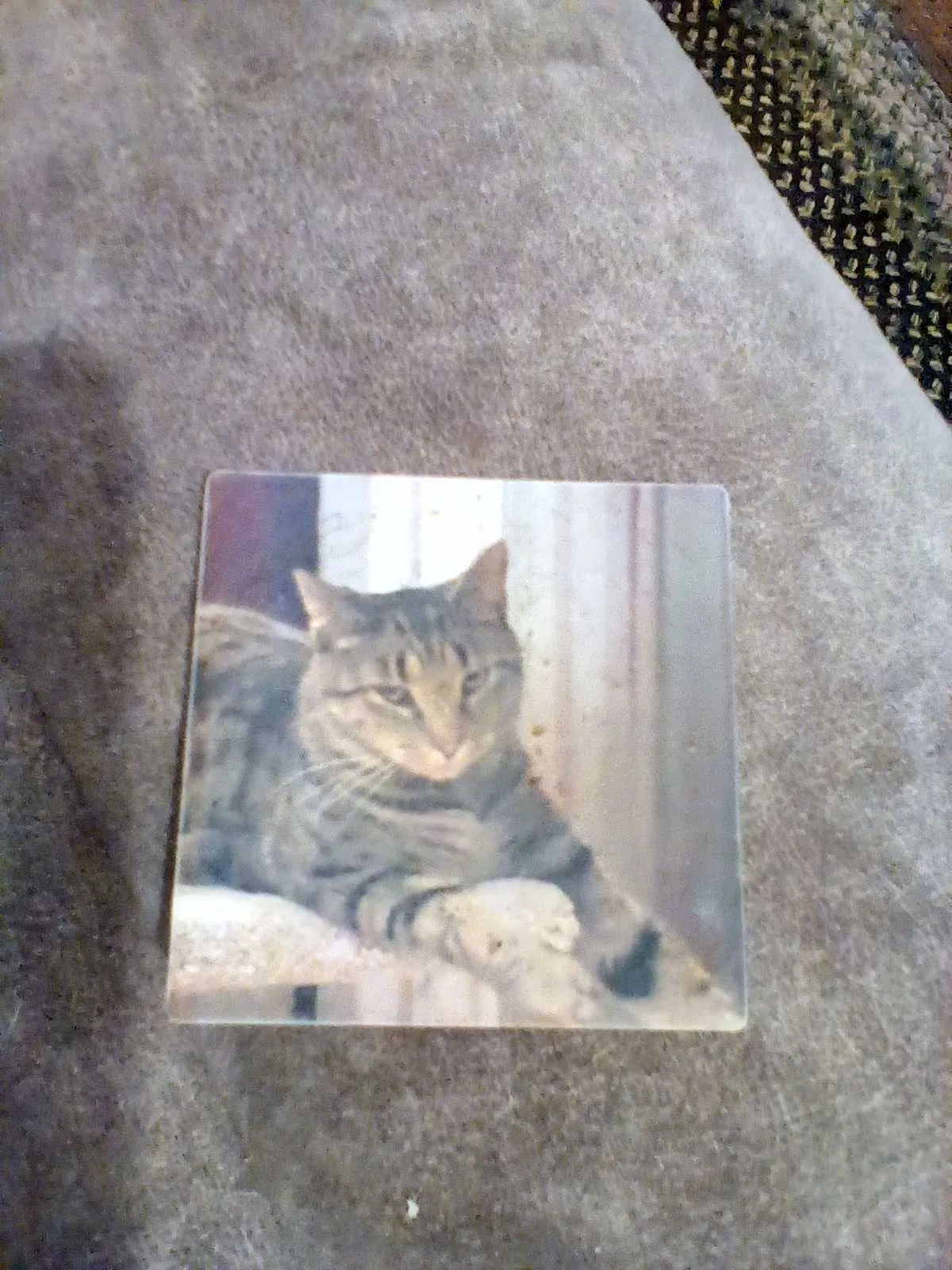 Lost cat in Swanton, VT, 5488