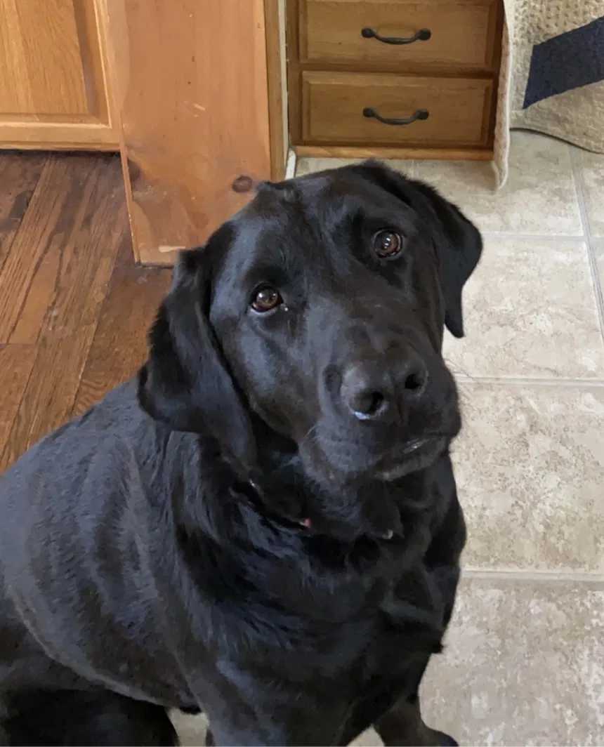 Lost dog in Flat Rock, NC, 28731