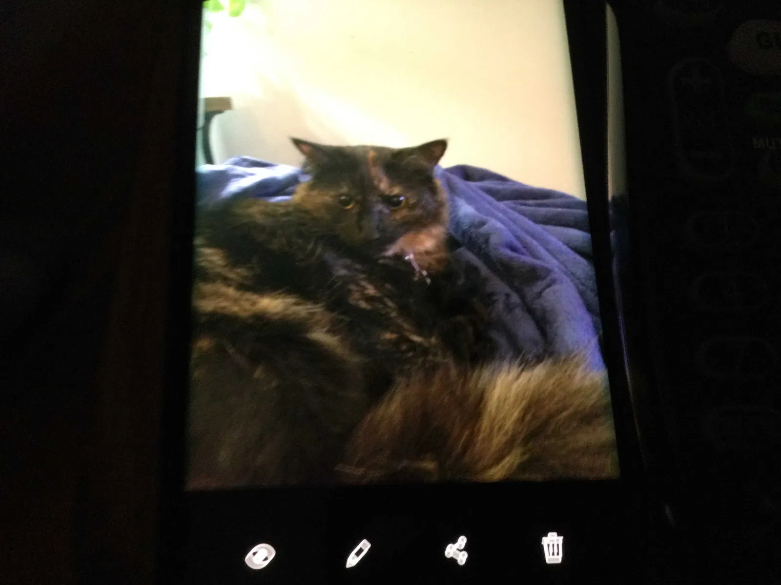 Lost cat in Port Saint Lucie, FL, 34952