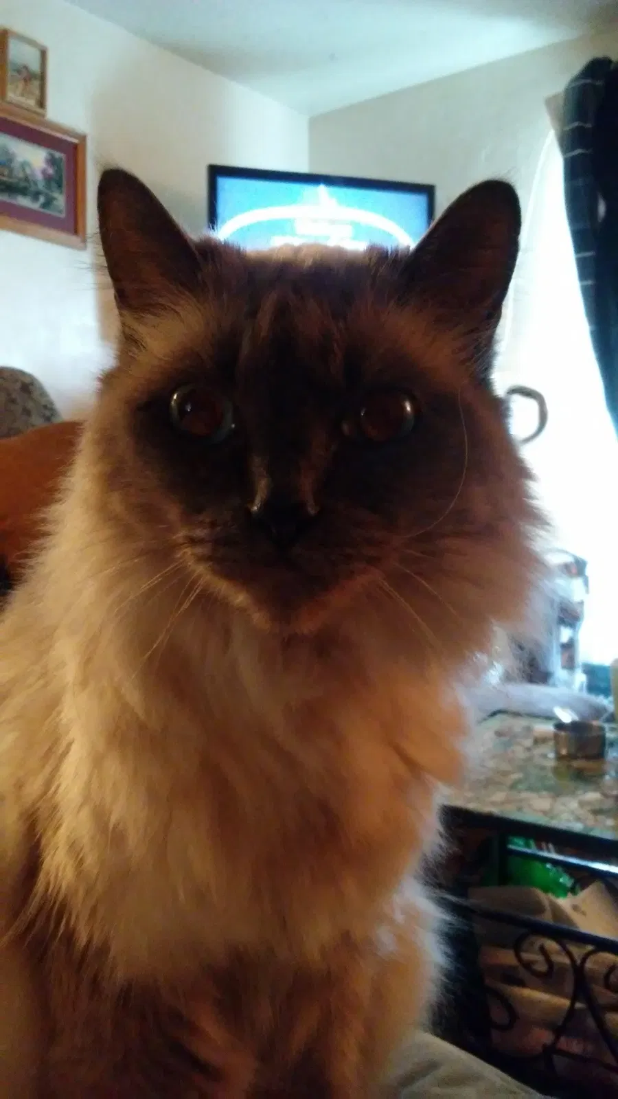 Lost cat in Springfield, OR, 97478