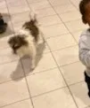 Lost dog in Katy, TX, 77449