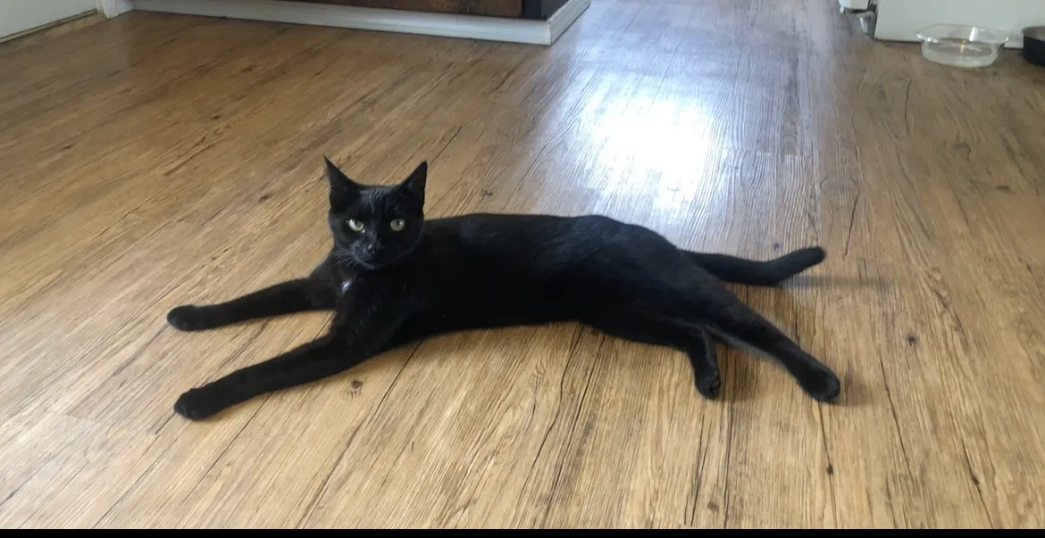 Lost cat in Monmouth, OR, 97361