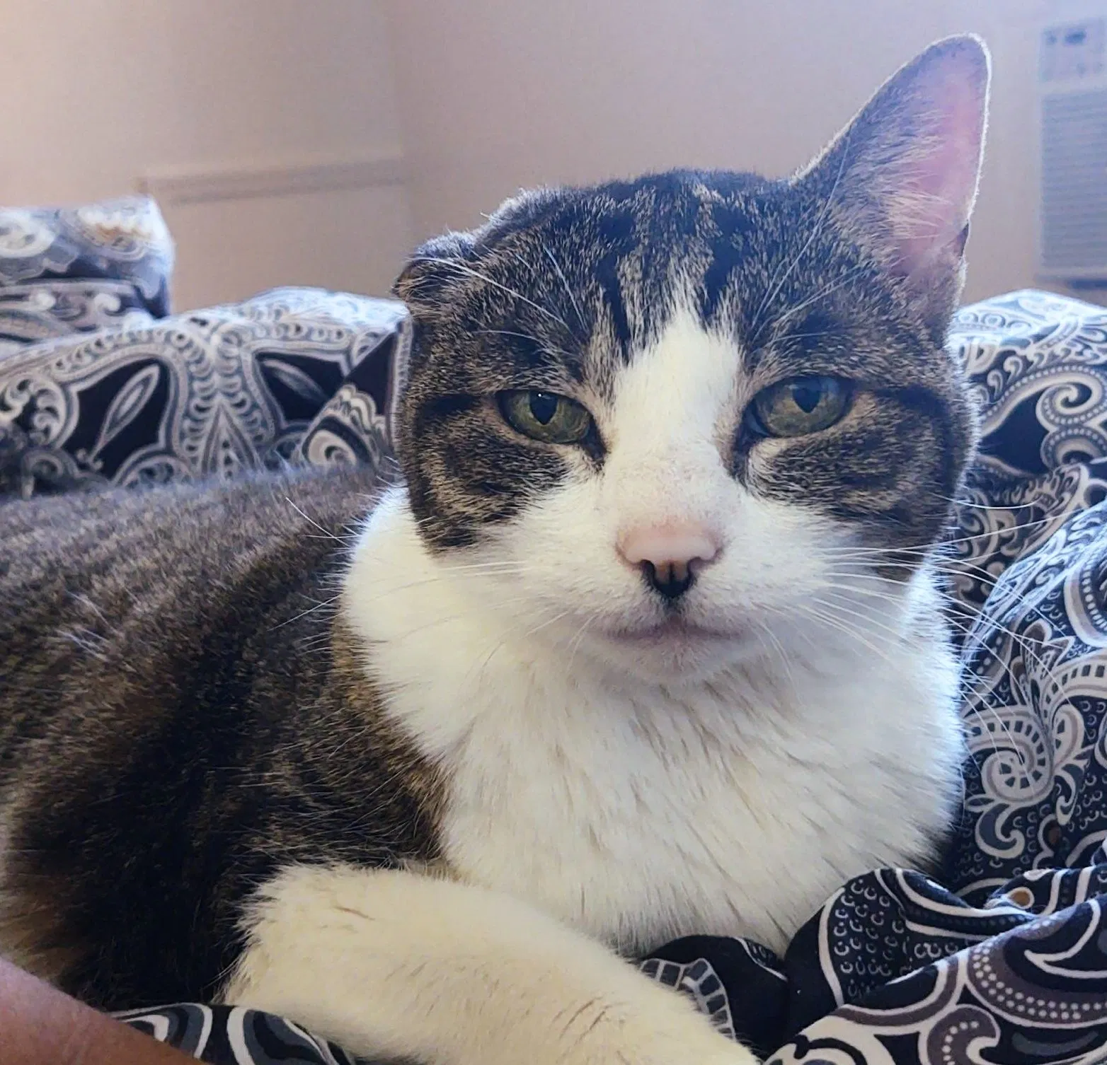Lost cat in Knoxville, TN, 37920