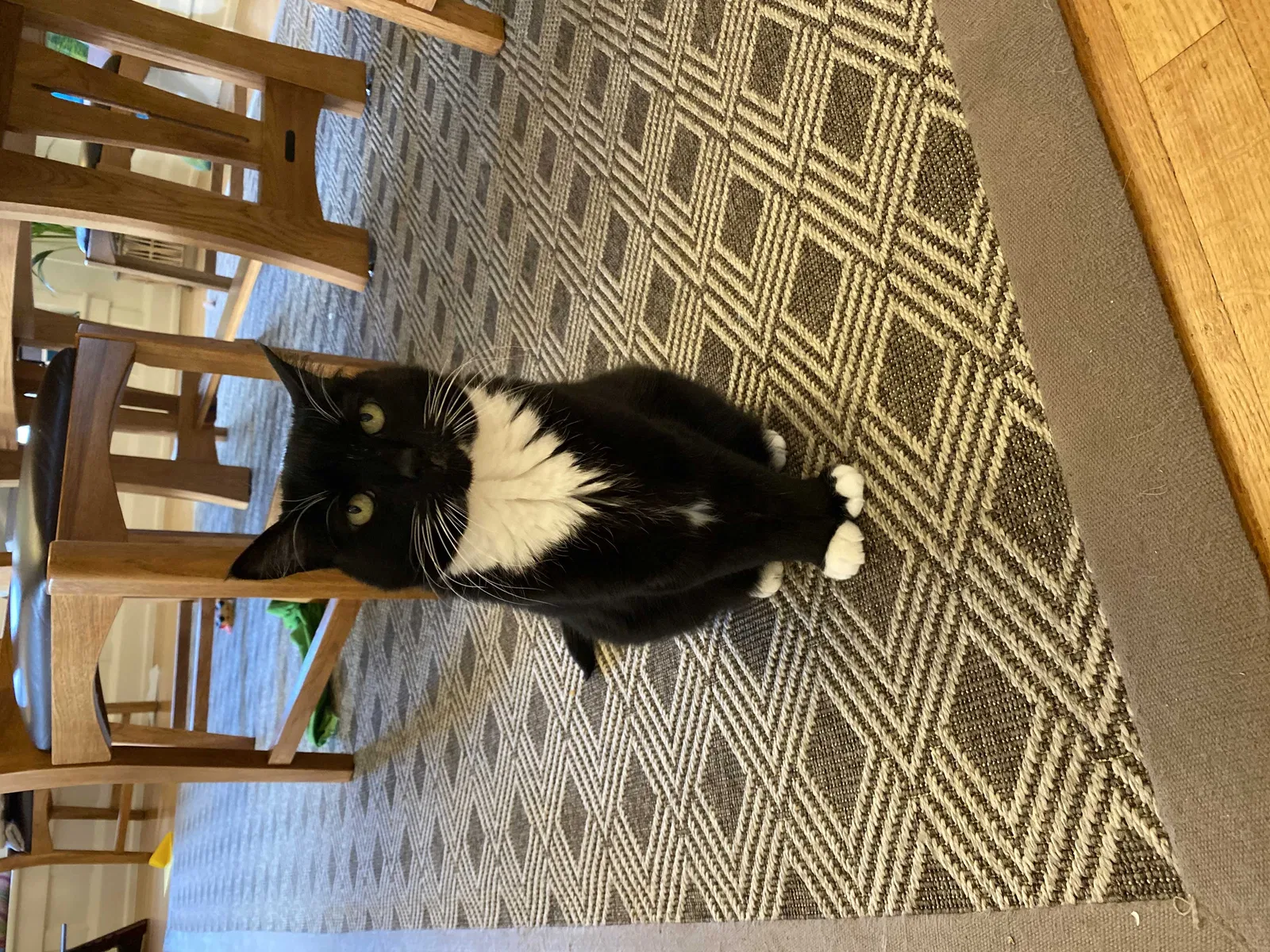 Lost cat in Seattle, WA, 98109