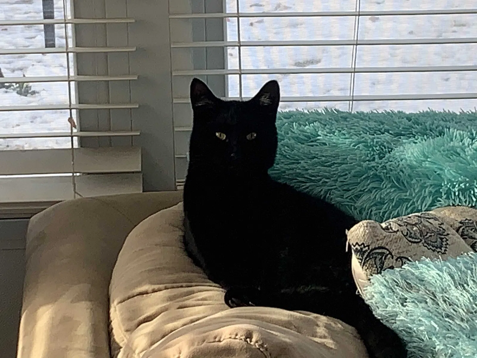 Lost cat in Derby, NY, 14047