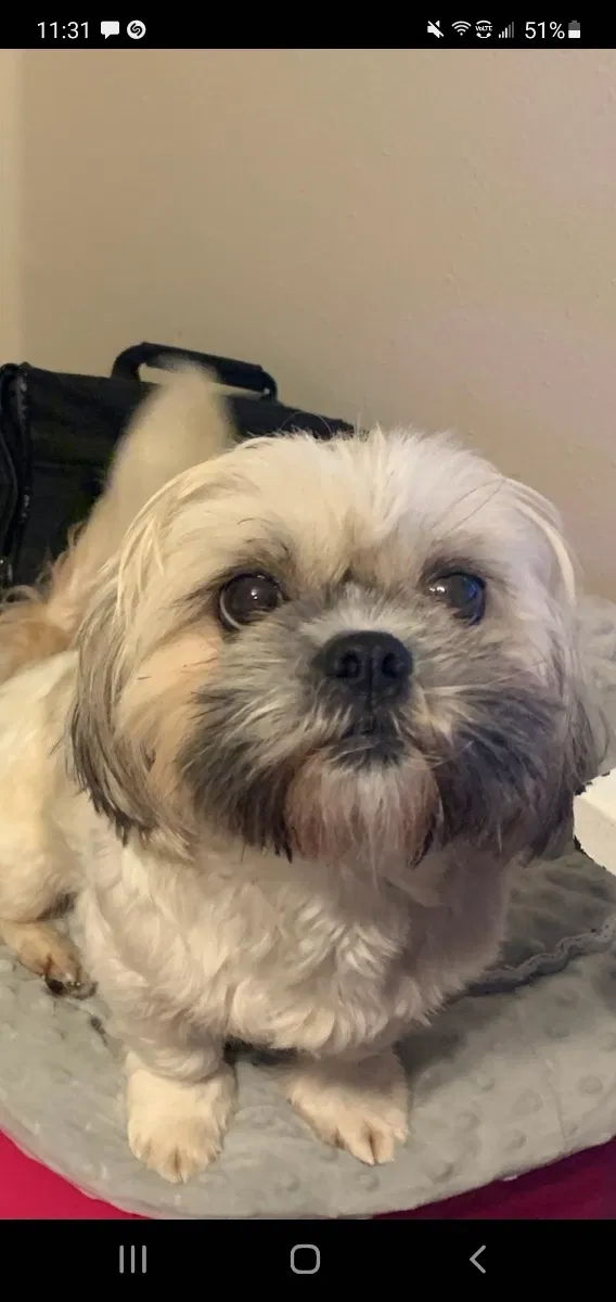 Lost dog in Katy, TX, 77493